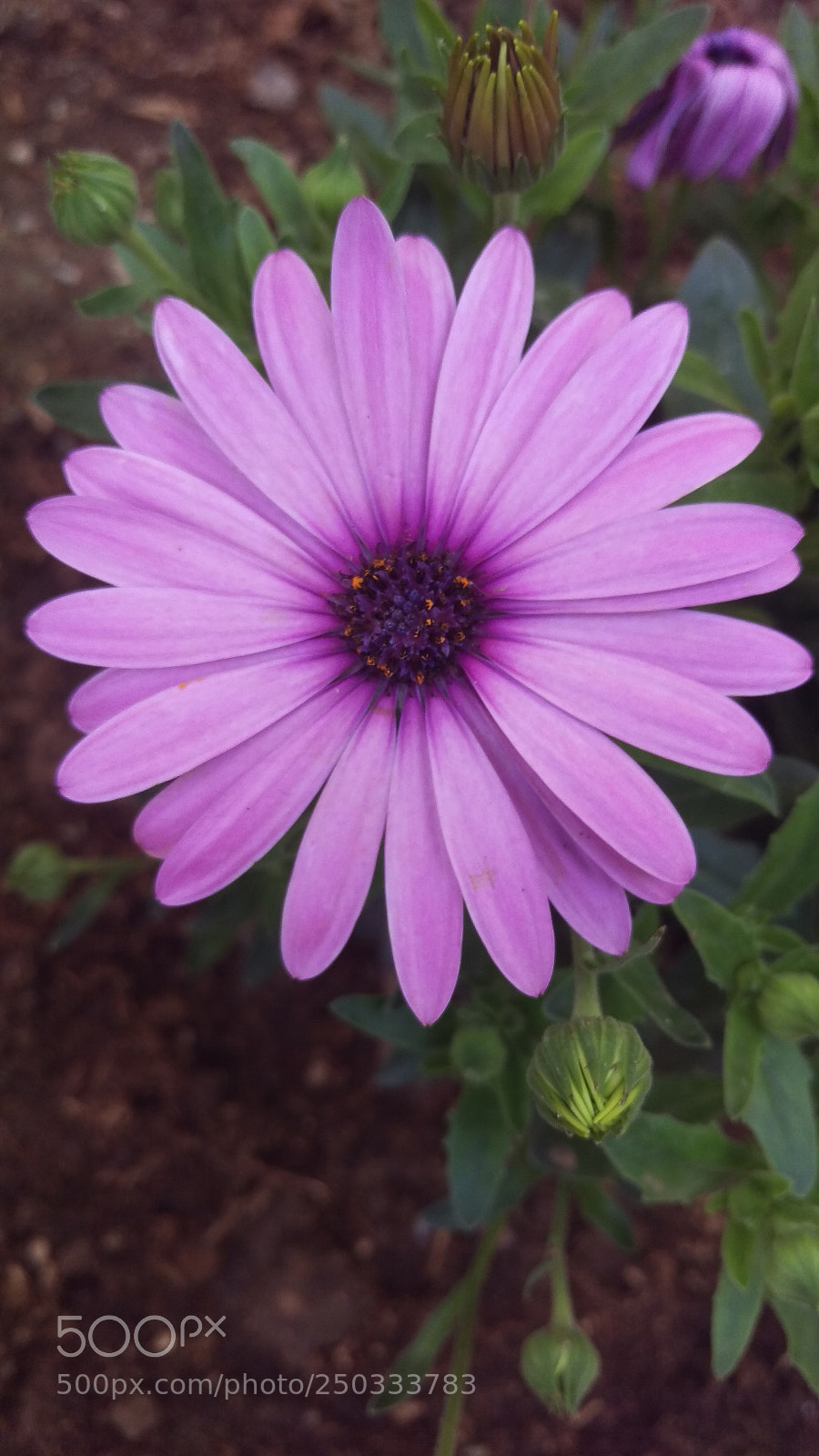 HTC ONE M9 sample photo. A manifestation photography