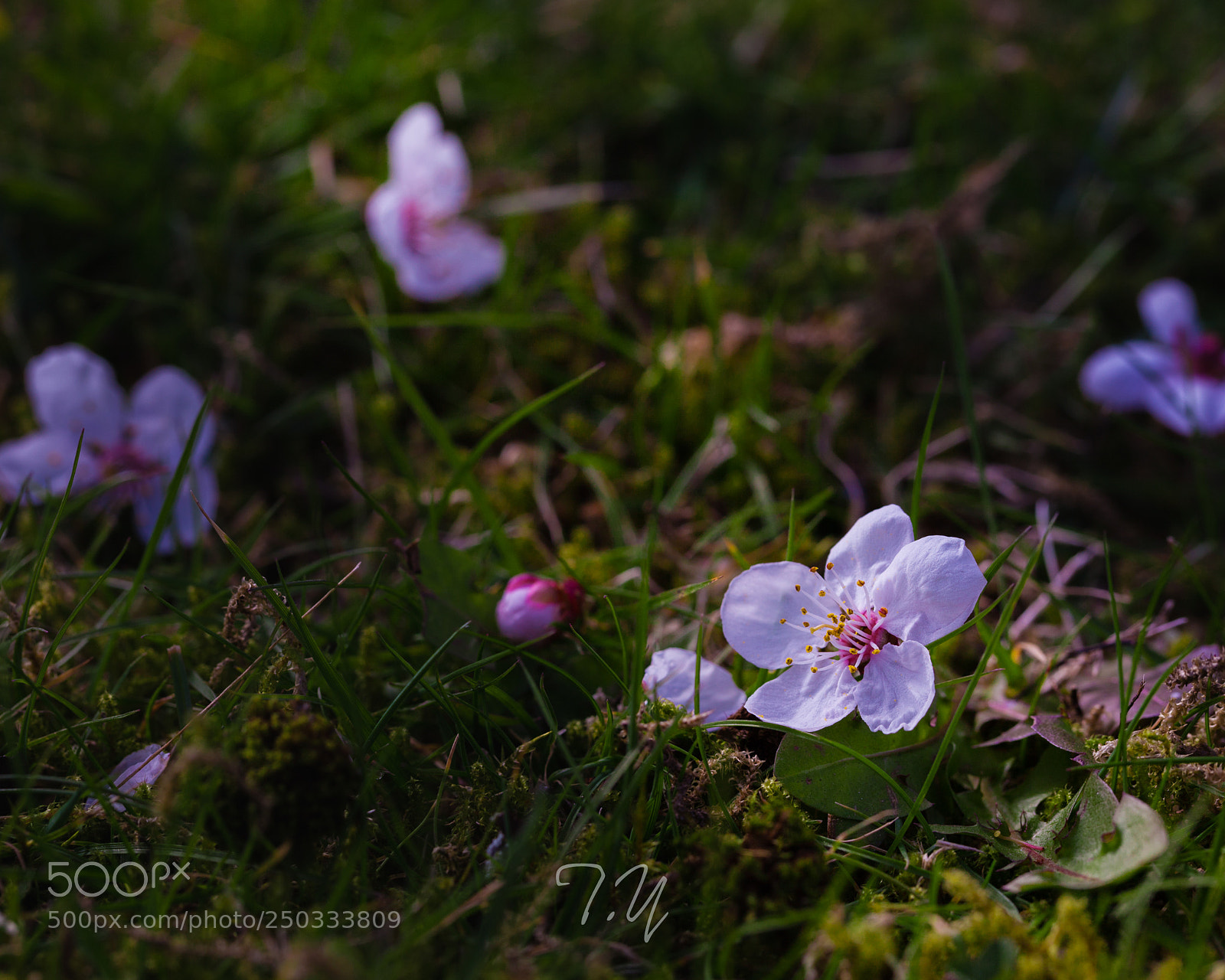 Canon EOS 5D Mark II sample photo. Fallen cherry blossom photography