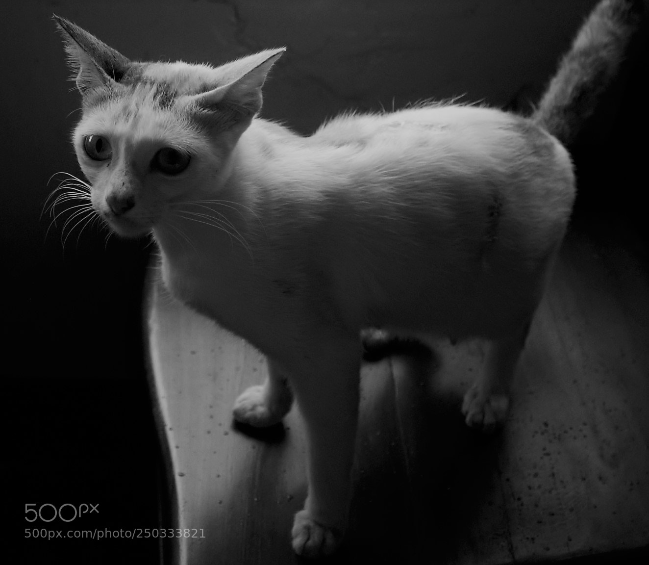Canon EOS 70D sample photo. Img photography