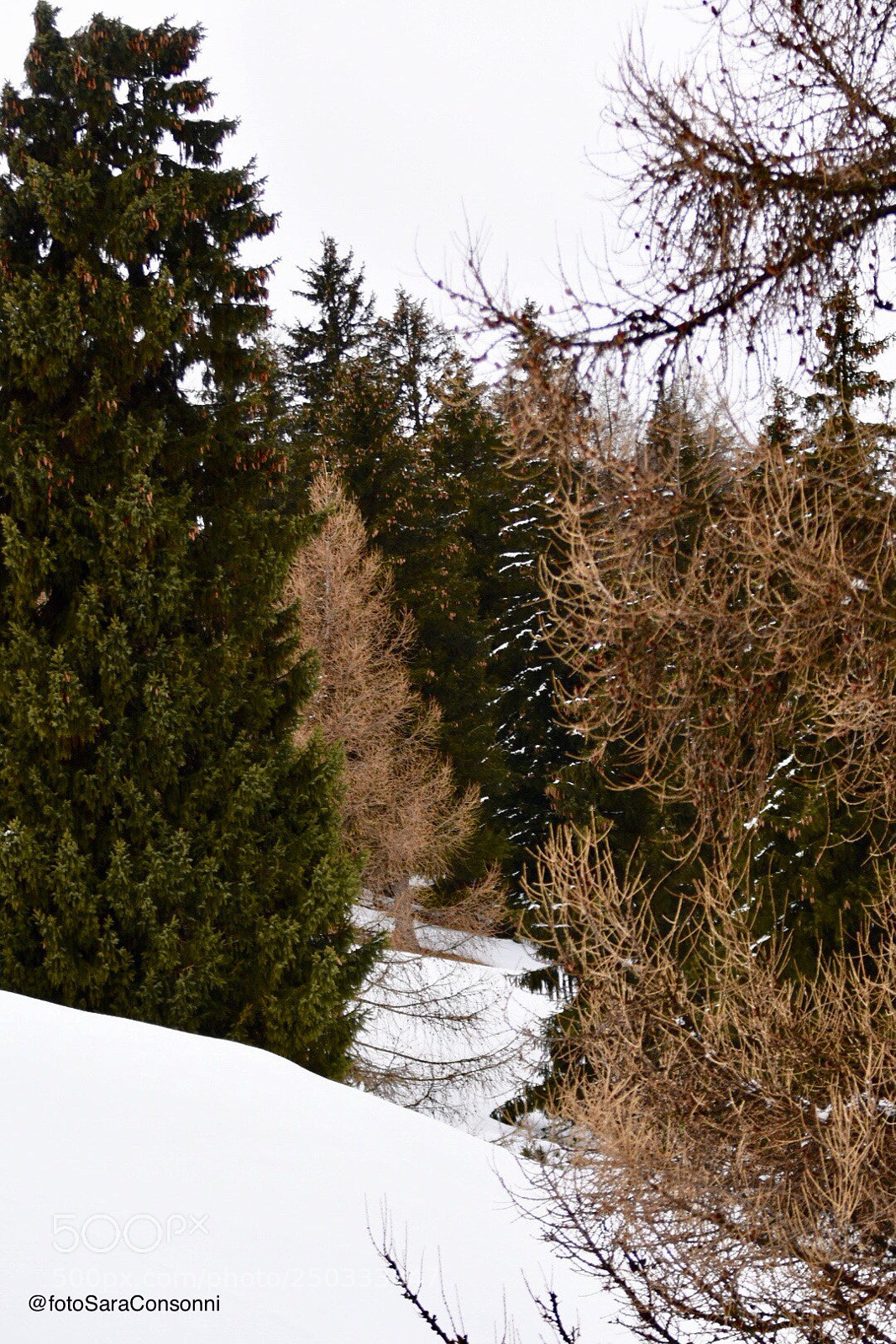 Nikon D7200 sample photo. Bosco photography