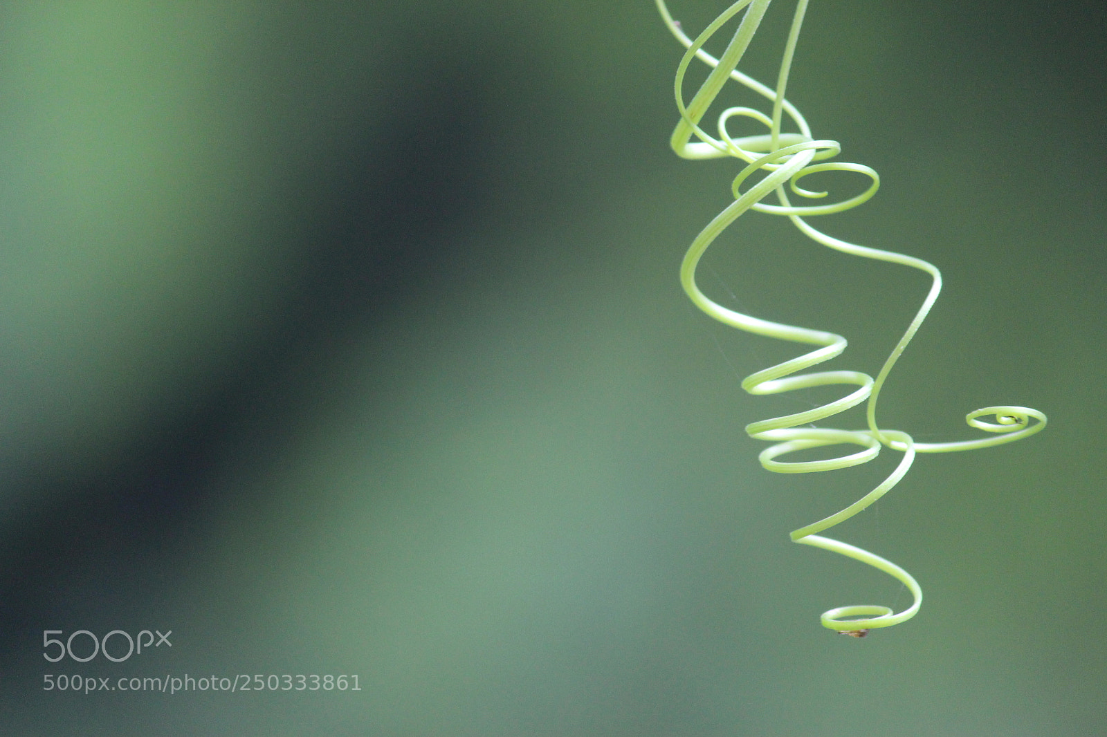 Canon EF-S 55-250mm F4-5.6 IS II sample photo. Copy photography
