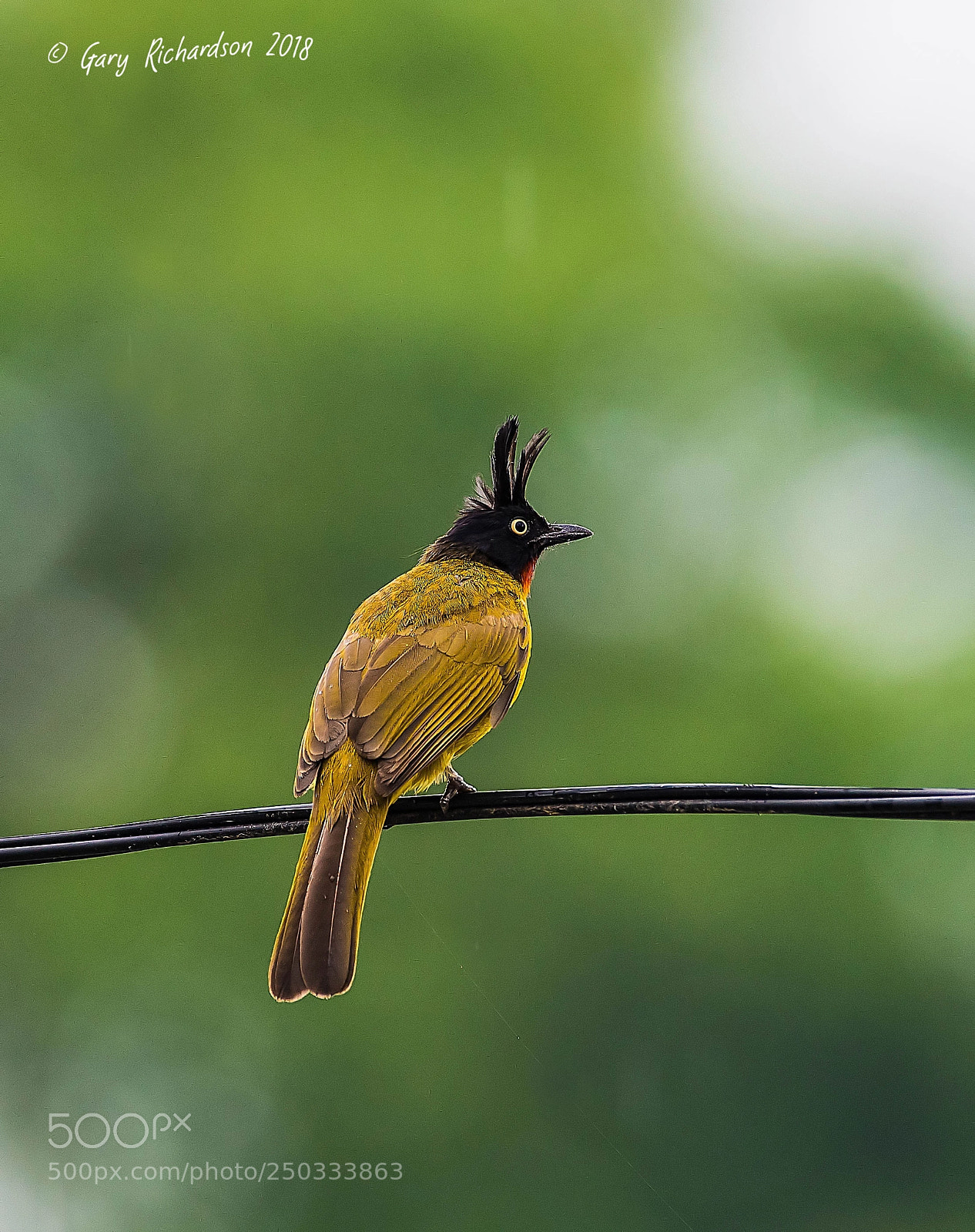 Nikon D500 sample photo. Black crested bulbul thailand photography