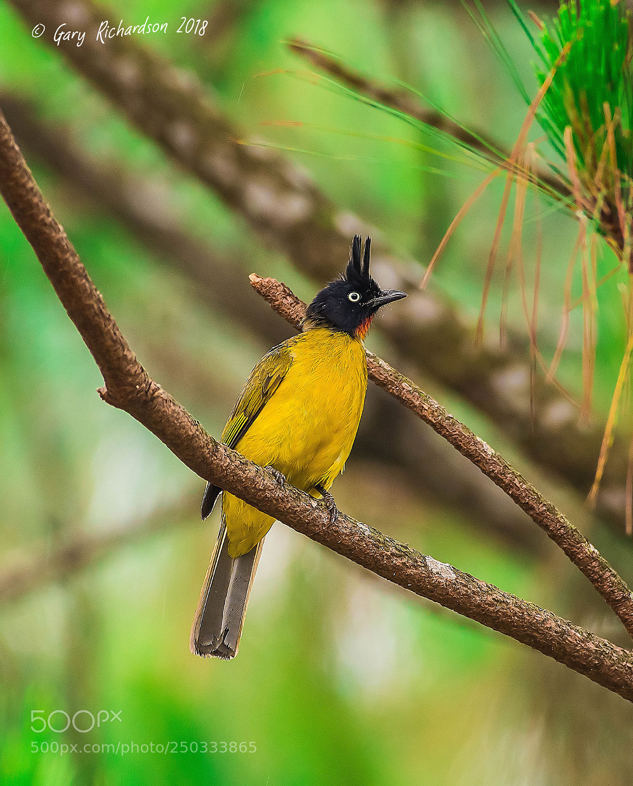 Nikon D500 sample photo. Black crested bulbul thailand photography