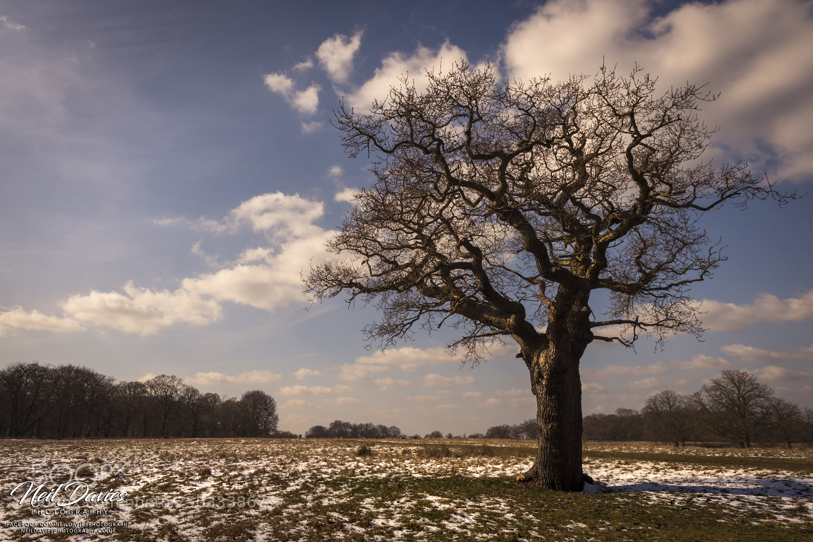 Nikon D810 sample photo. Tree in the snow photography