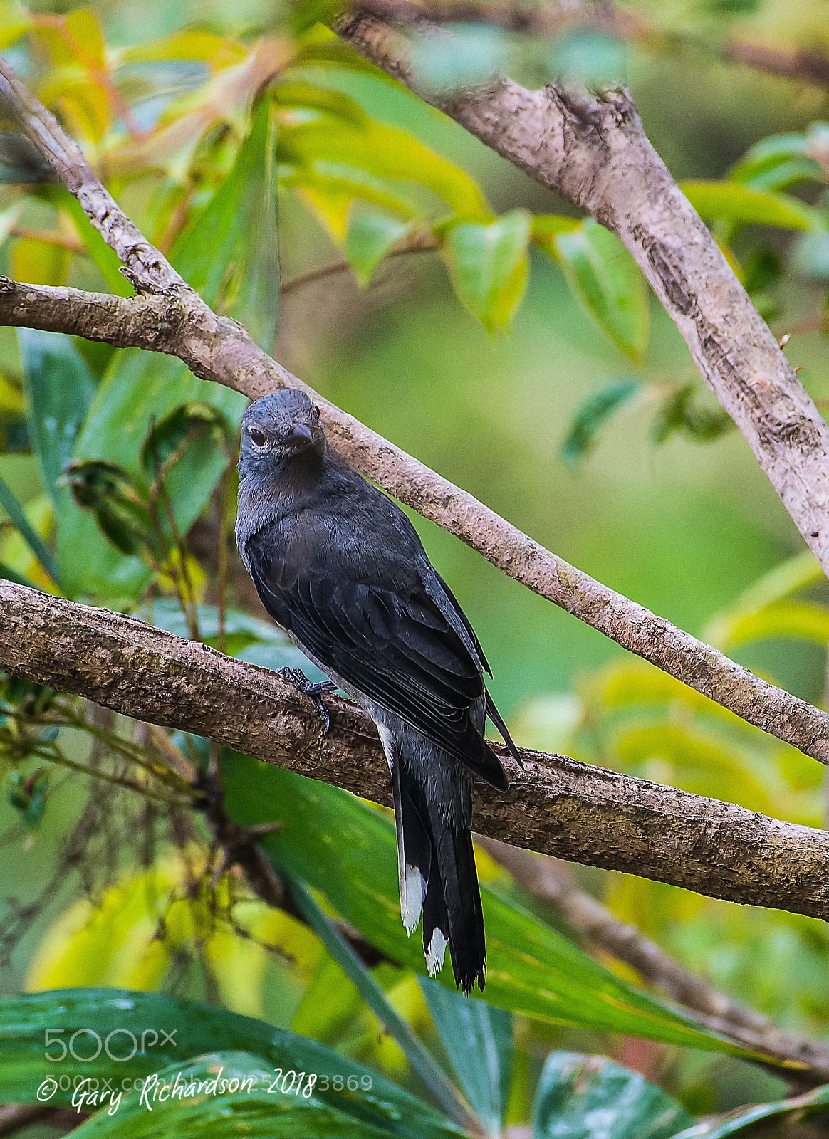 Nikon D500 sample photo. Black winged cuckooshrike thailand photography