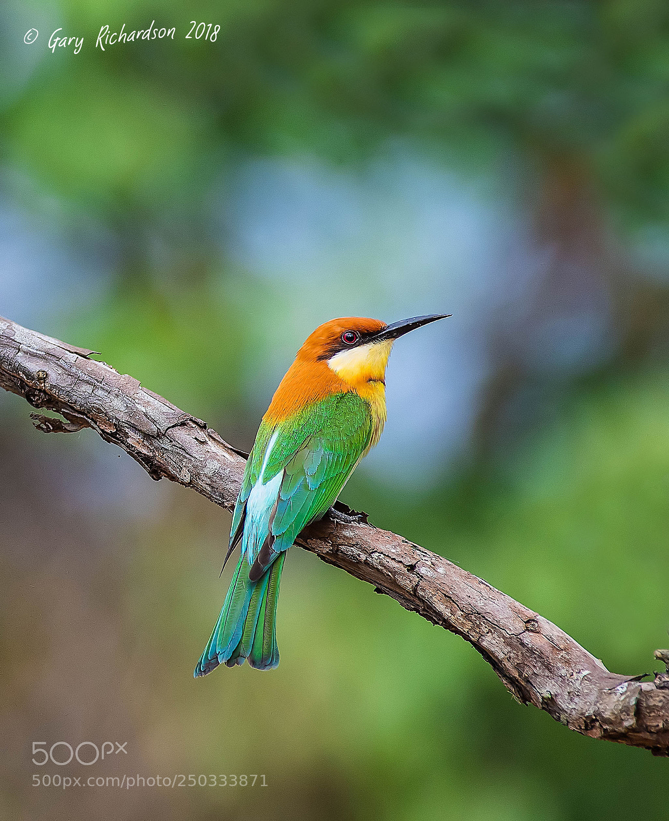 Nikon D500 sample photo. Chestnut headed bee eater photography