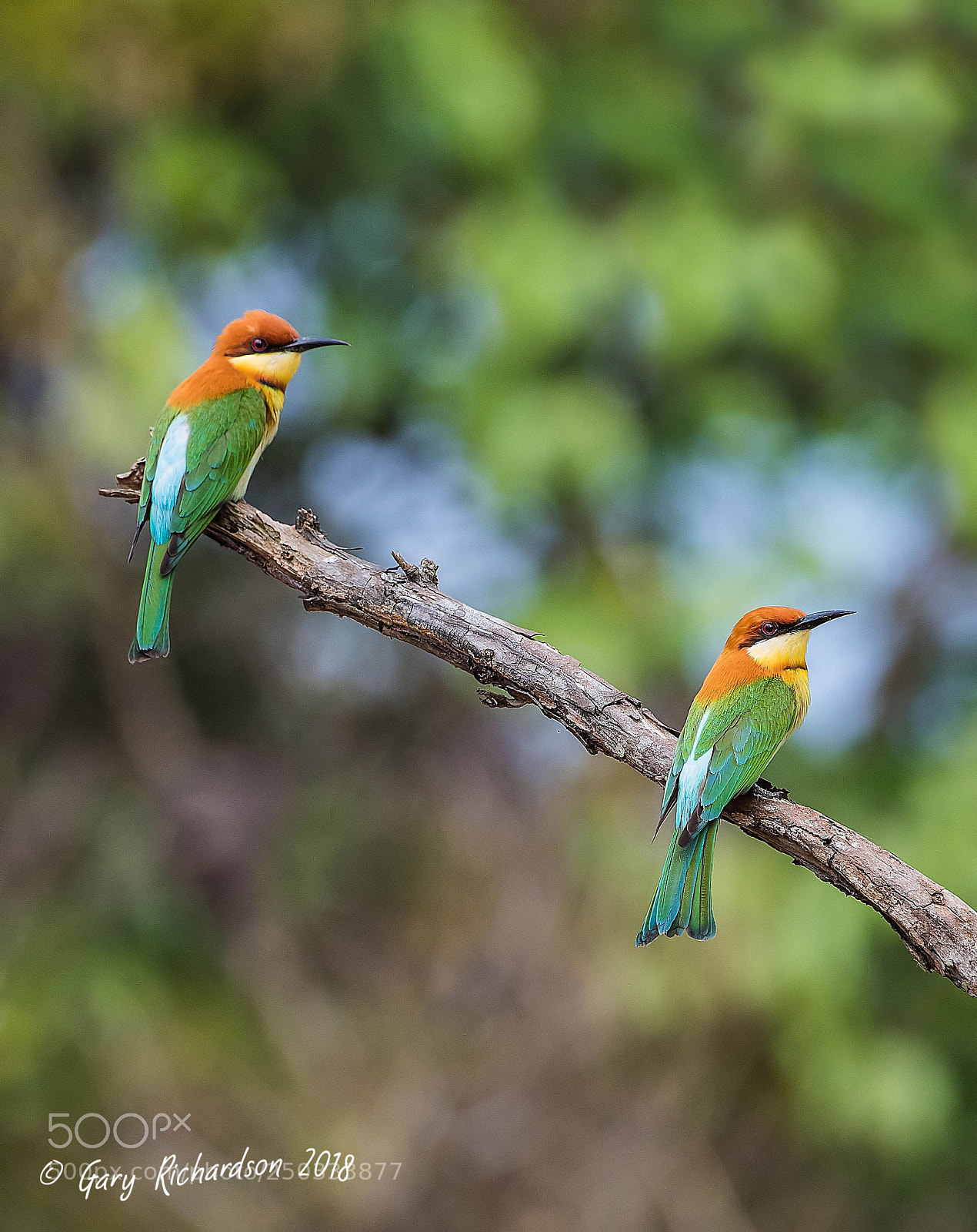 Nikon D500 sample photo. Chestnut headed bee eater photography