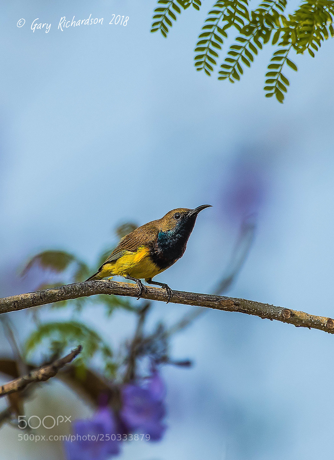 Nikon D500 sample photo. Olive backed sunbird thailand photography