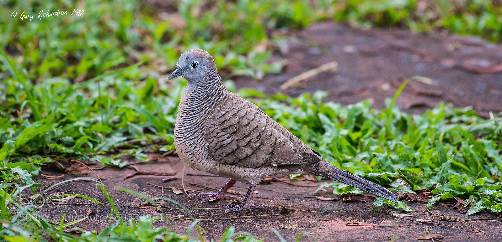 Nikon D500 sample photo. Peacefull dove thailand photography