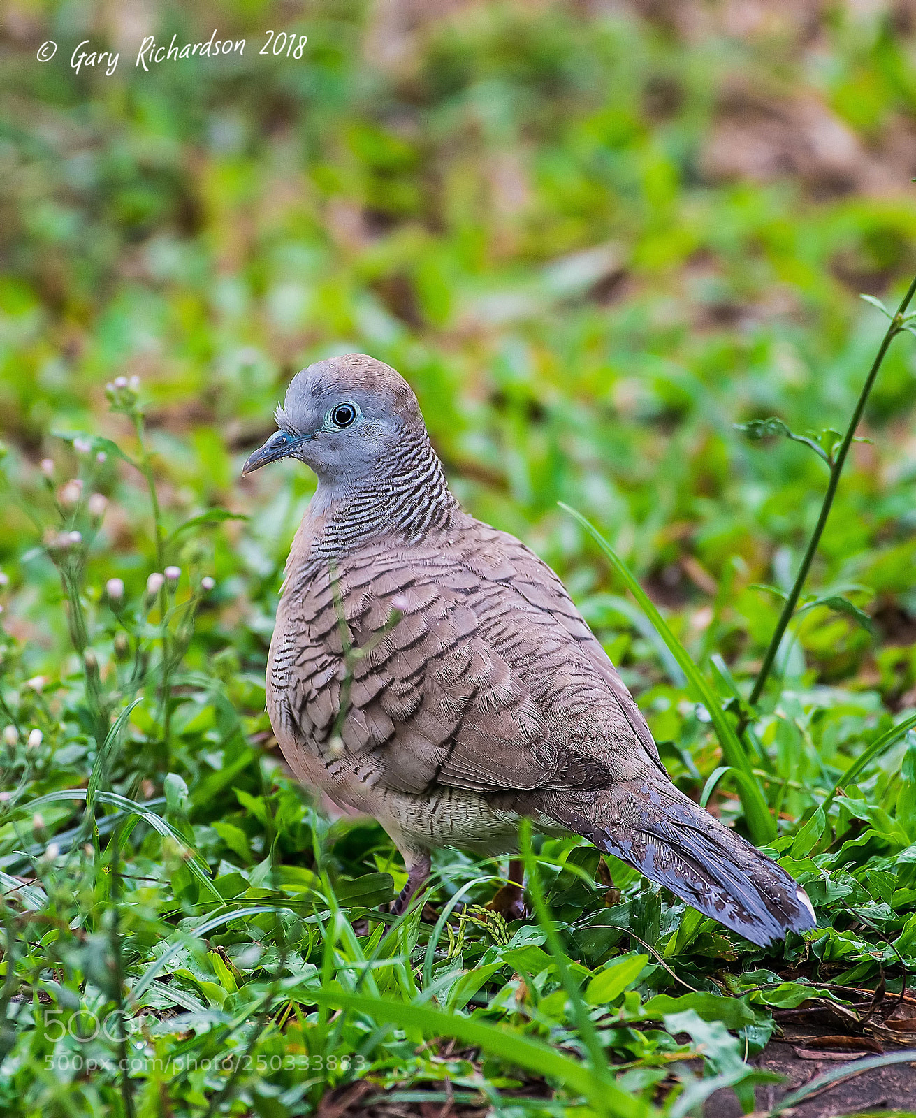 Nikon D500 sample photo. Peacefull dove thailand photography