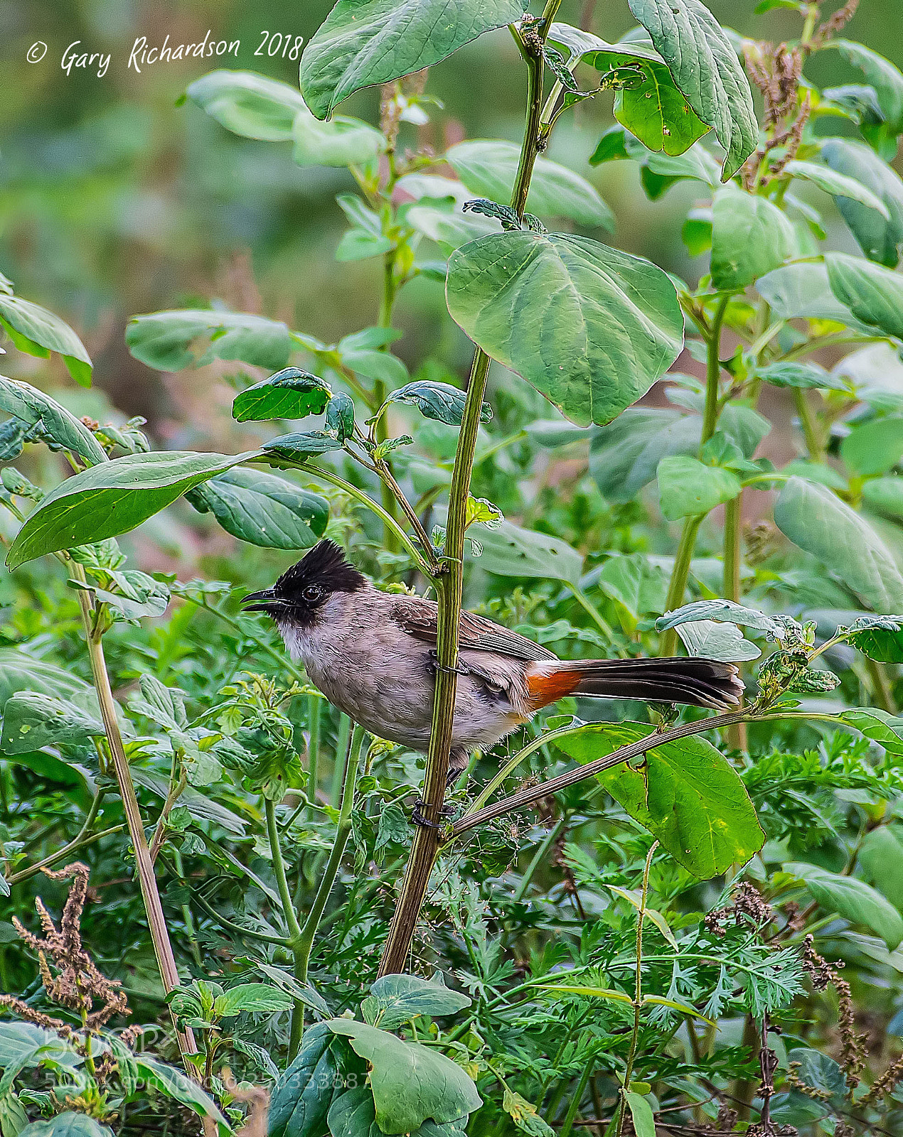 Nikon D500 sample photo. Sooty headed bulbul thailand photography