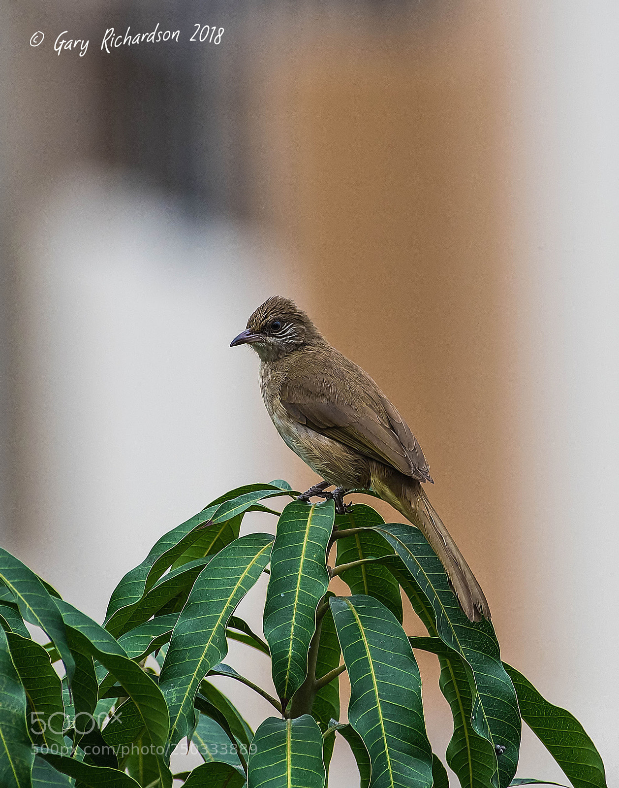 Nikon D500 sample photo. Streak eared bulbul thailand photography