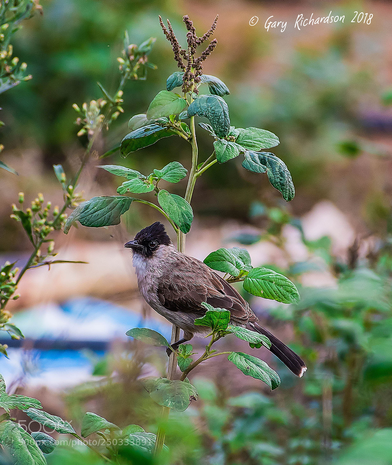 Nikon D500 sample photo. Sooty headed bulbul thailand photography