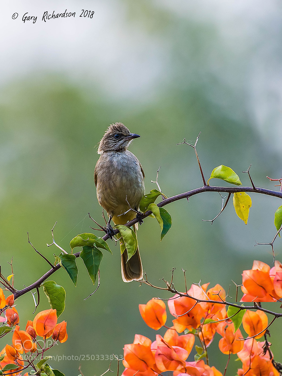 Nikon D500 sample photo. Streak eared bulbul thailand photography