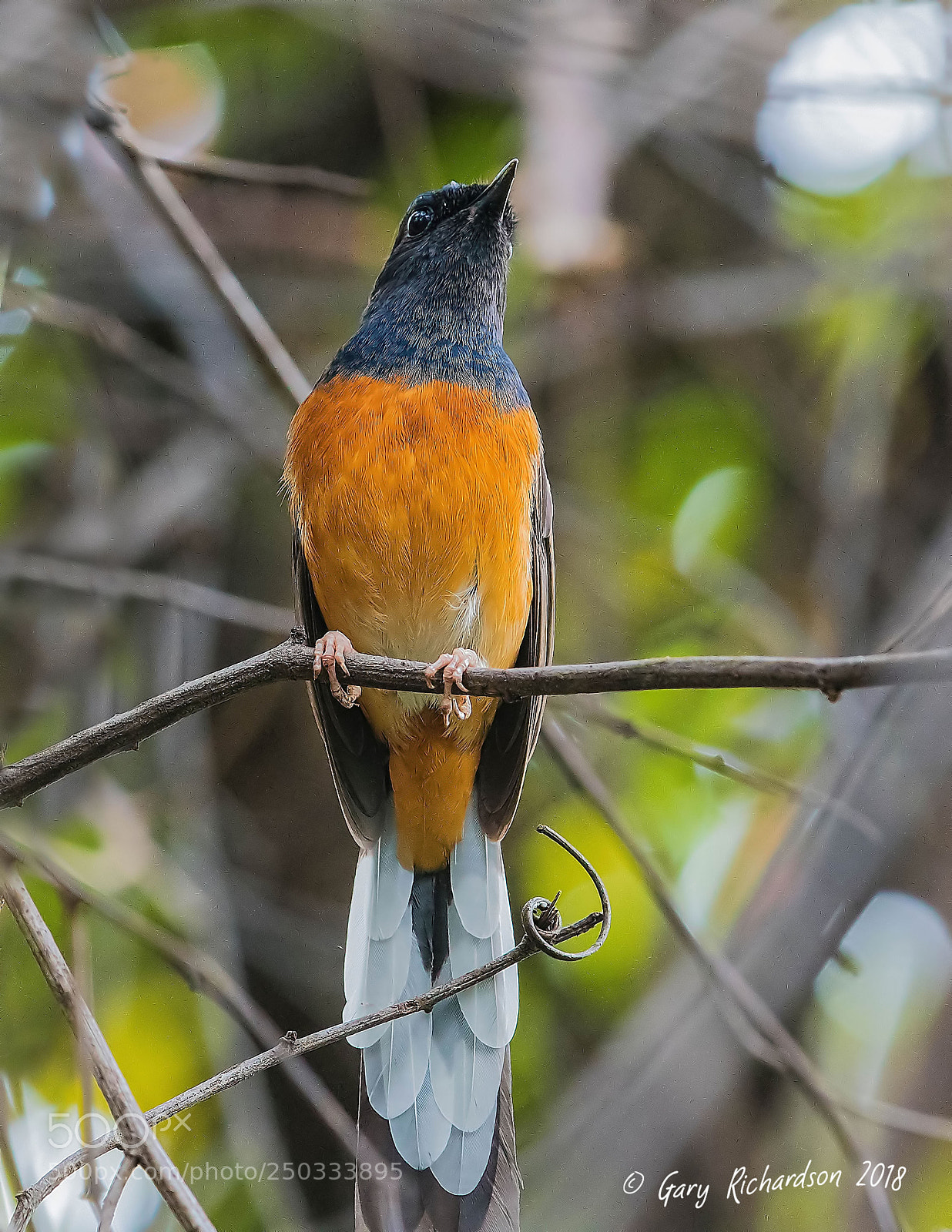 Nikon D500 sample photo. White rumped shama thailand photography