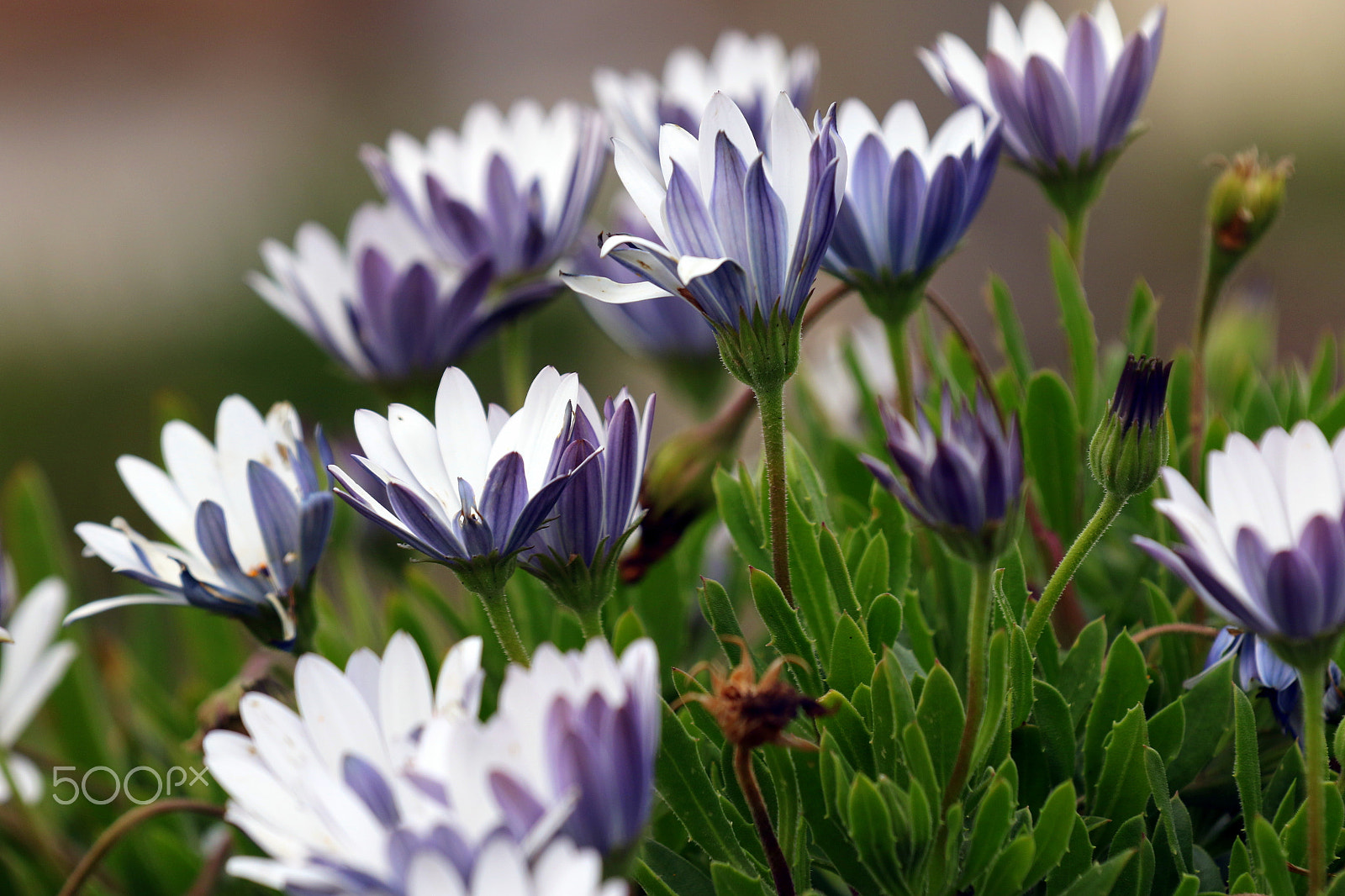 Canon EOS 7D Mark II sample photo. Colors photography