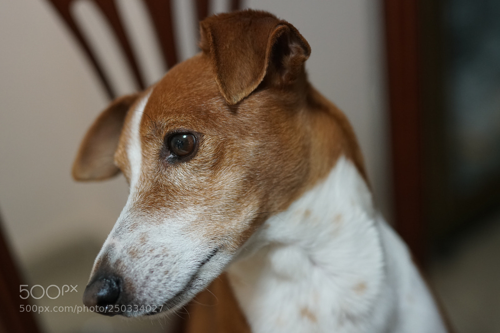 Sony a6300 sample photo. Face dog photography