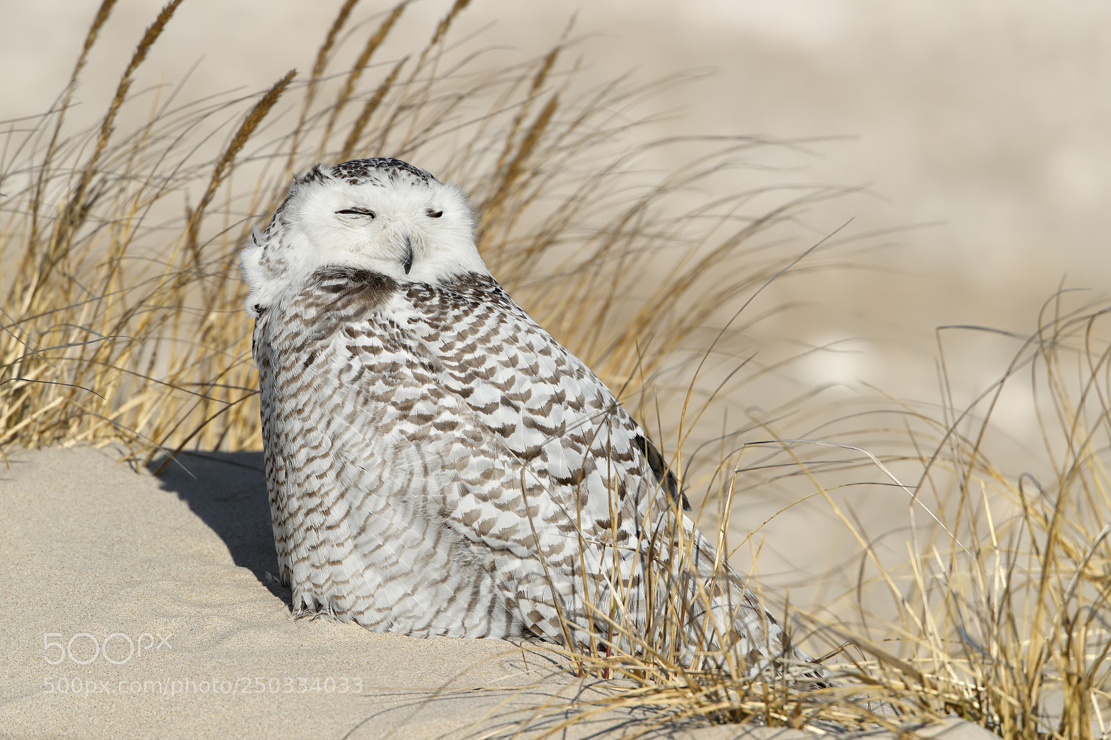 Canon EOS-1D X Mark II sample photo. Snowy owl enjoying the photography