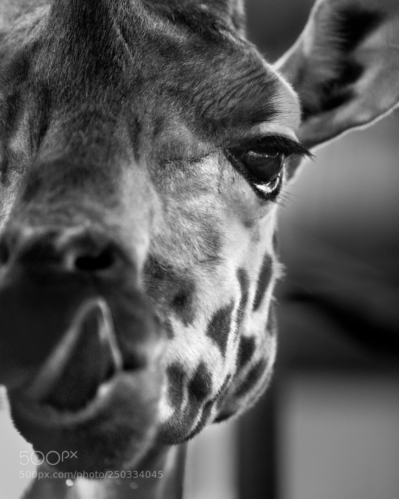 Canon EOS 5D Mark IV sample photo. Giraffe photography