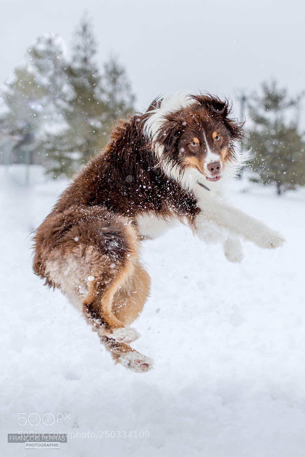 Canon EOS 5D Mark IV sample photo. You said "jump!" photography