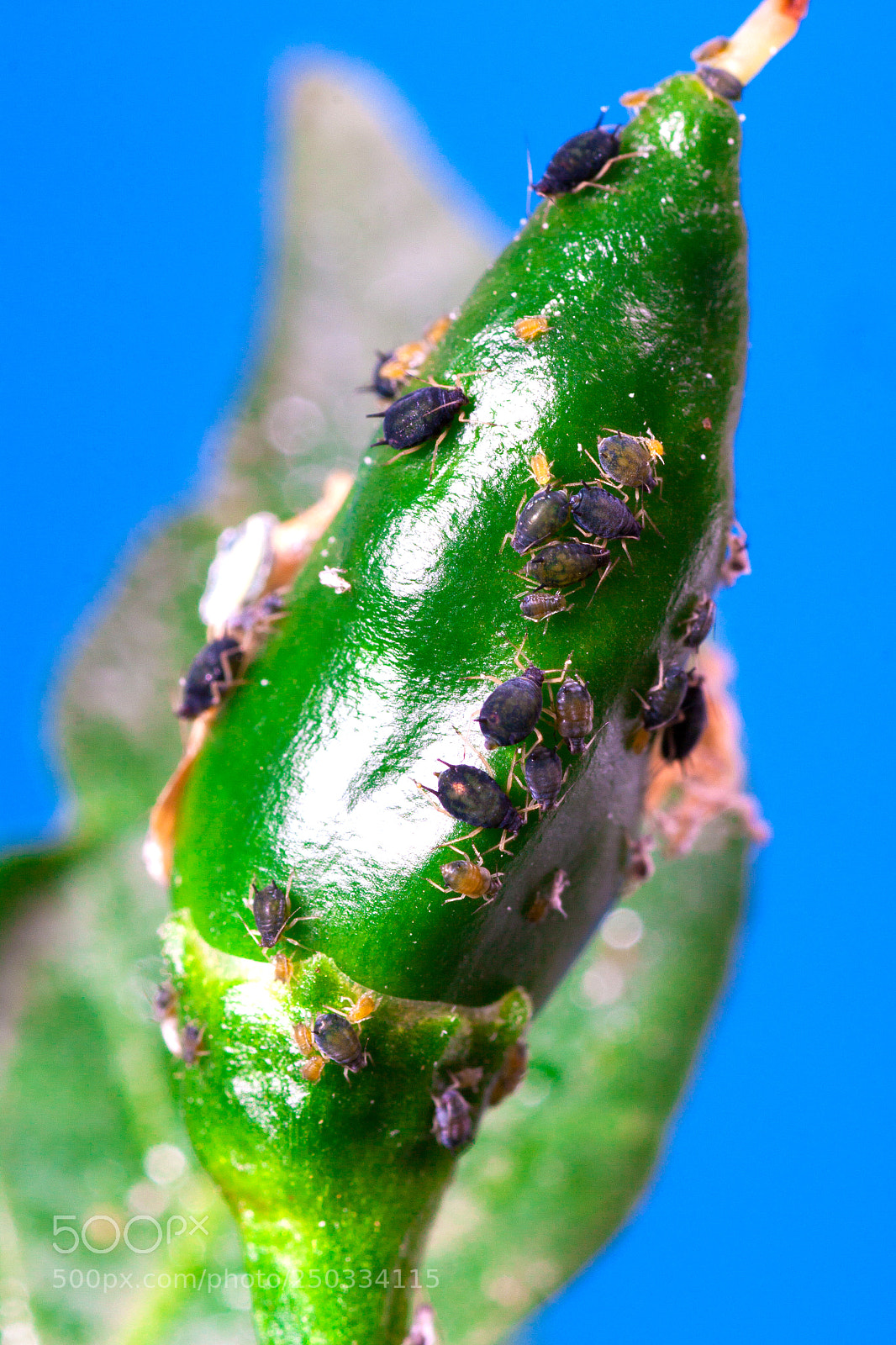 Canon EOS 50D sample photo. Small aphid on a photography