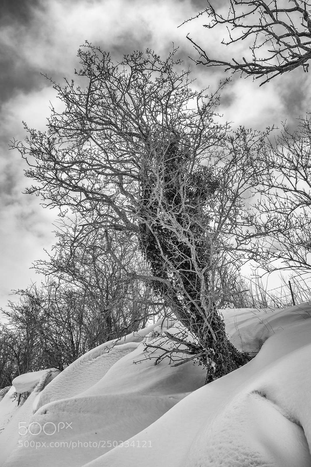 Fujifilm X-Pro1 sample photo. Tree in the snow photography