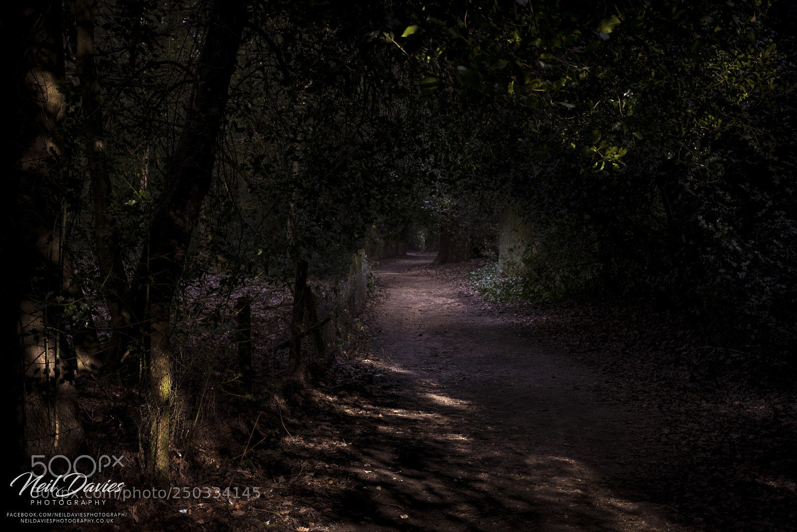 Nikon D810 sample photo. The forest path photography