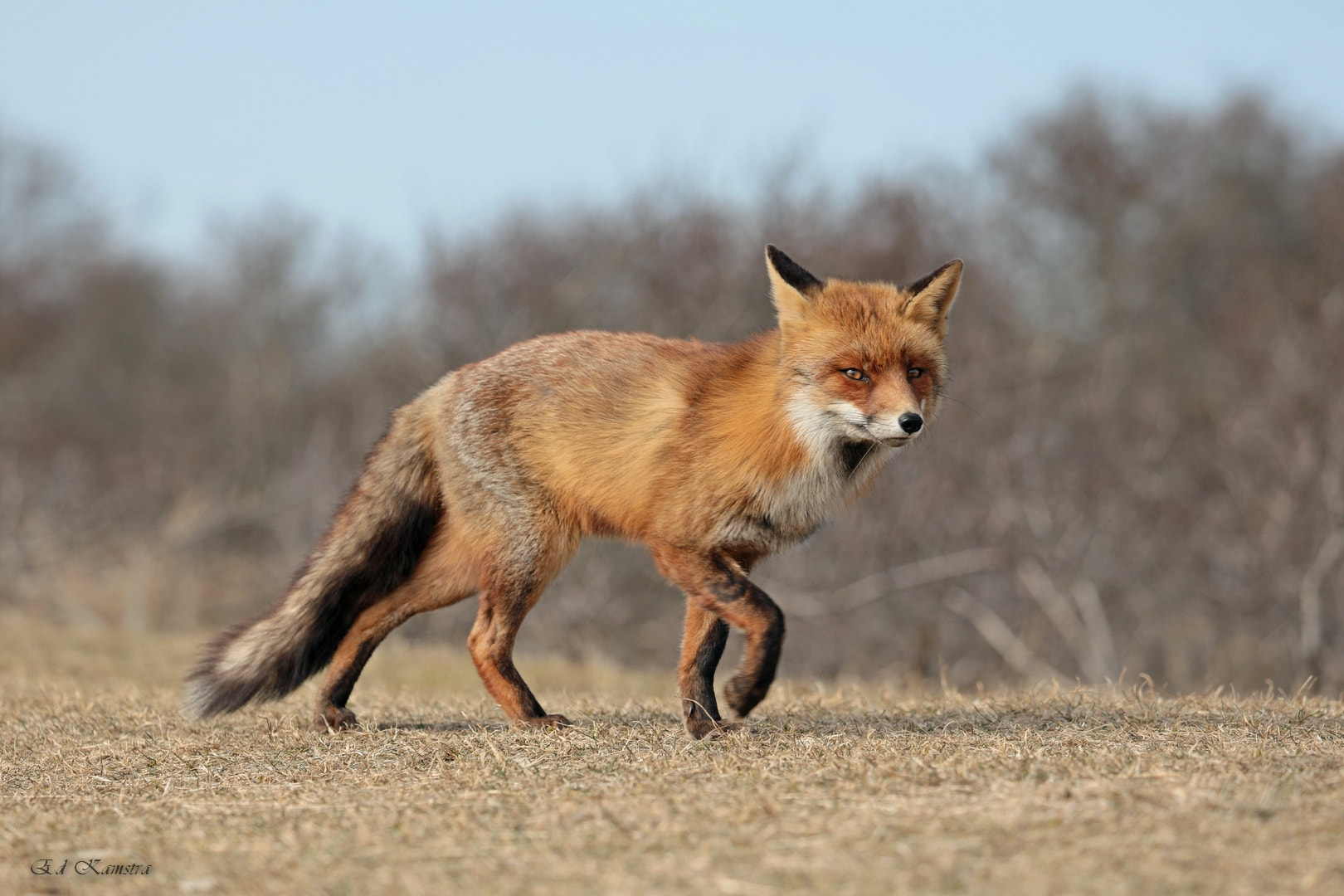 Canon EOS 5D Mark IV sample photo. Fox photography