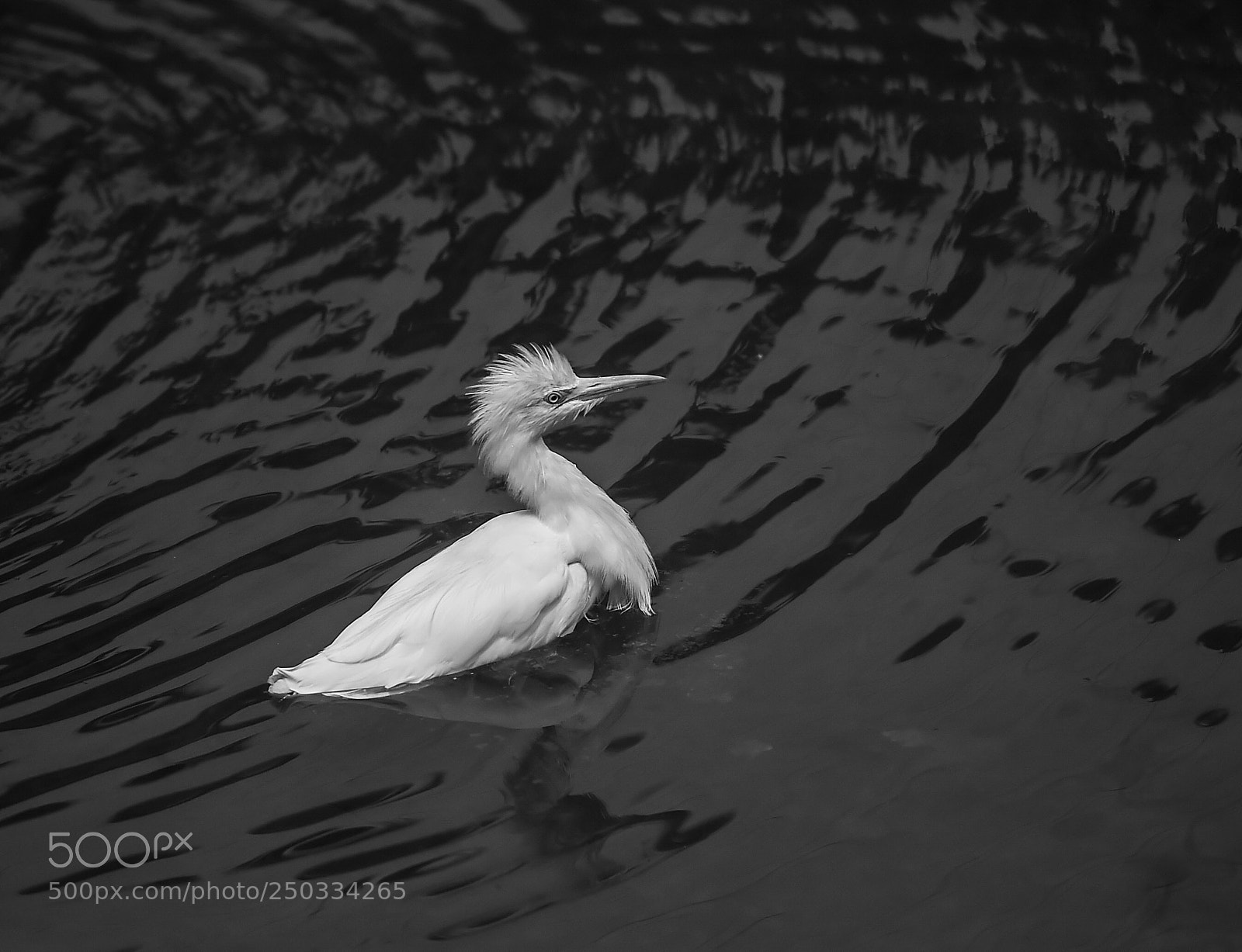 Nikon D4S sample photo. Cattle egret photography
