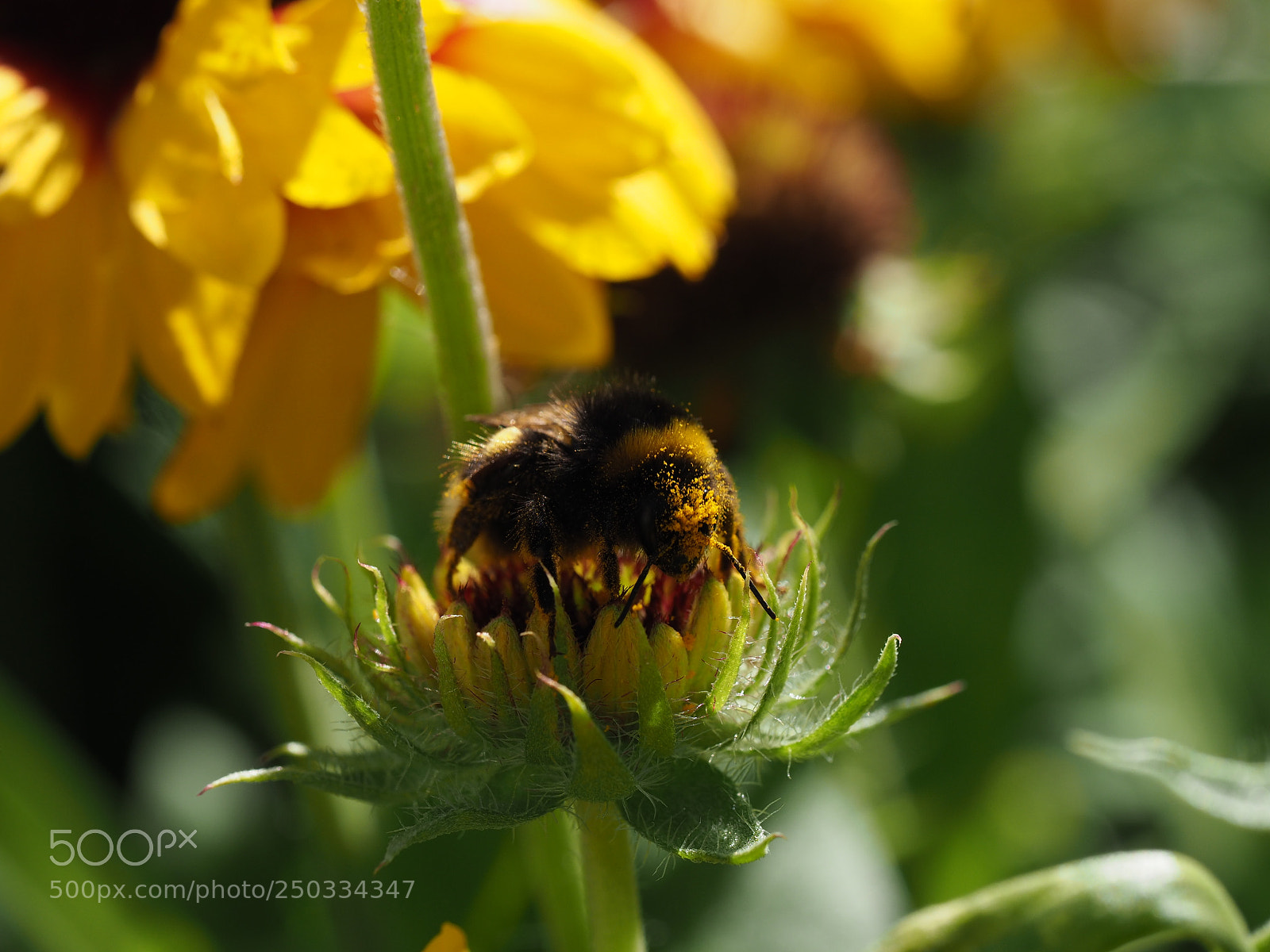 Olympus OM-D E-M1 Mark II sample photo. Pollen head photography