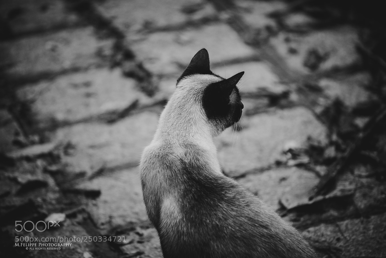 Sony a7S II sample photo. Noir #40 photography