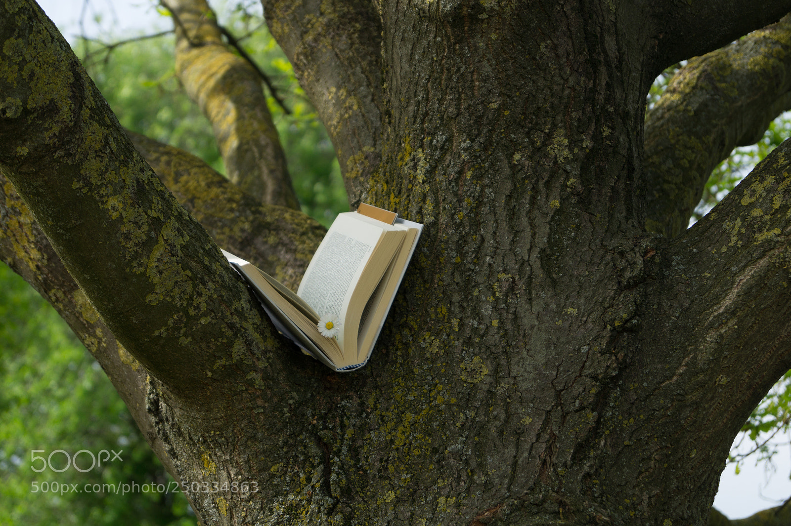 Sony SLT-A58 sample photo. The nature or knowledge photography