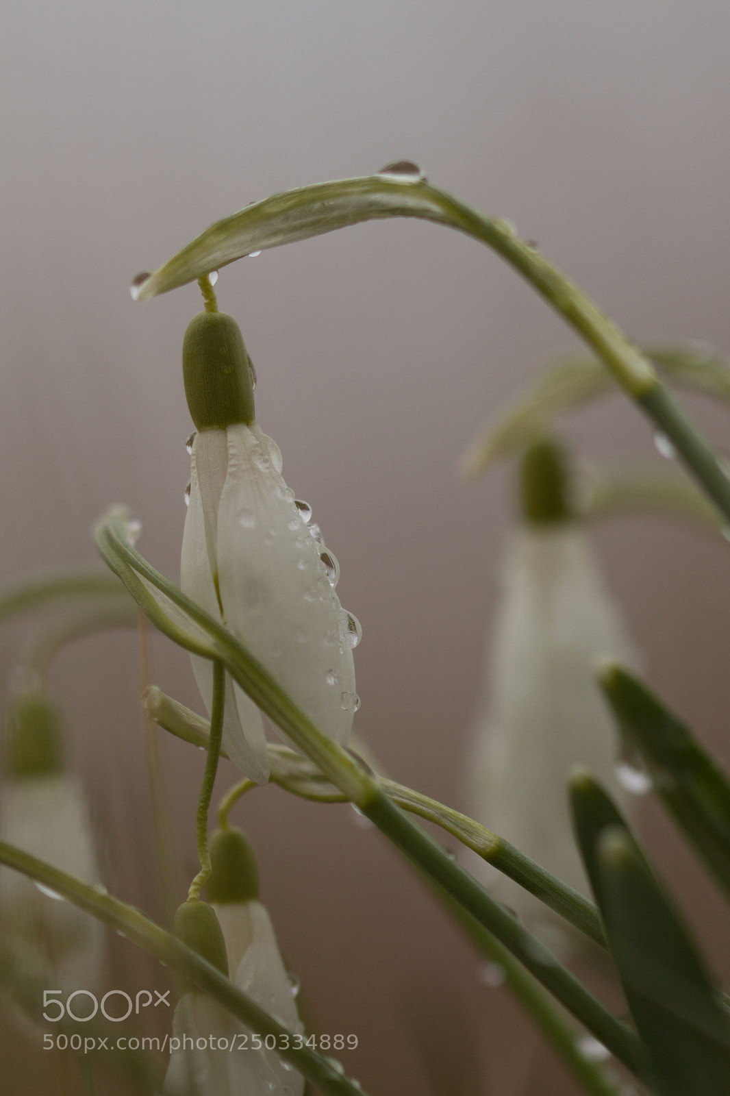 Canon EOS 700D (EOS Rebel T5i / EOS Kiss X7i) sample photo. Snowdrop photography