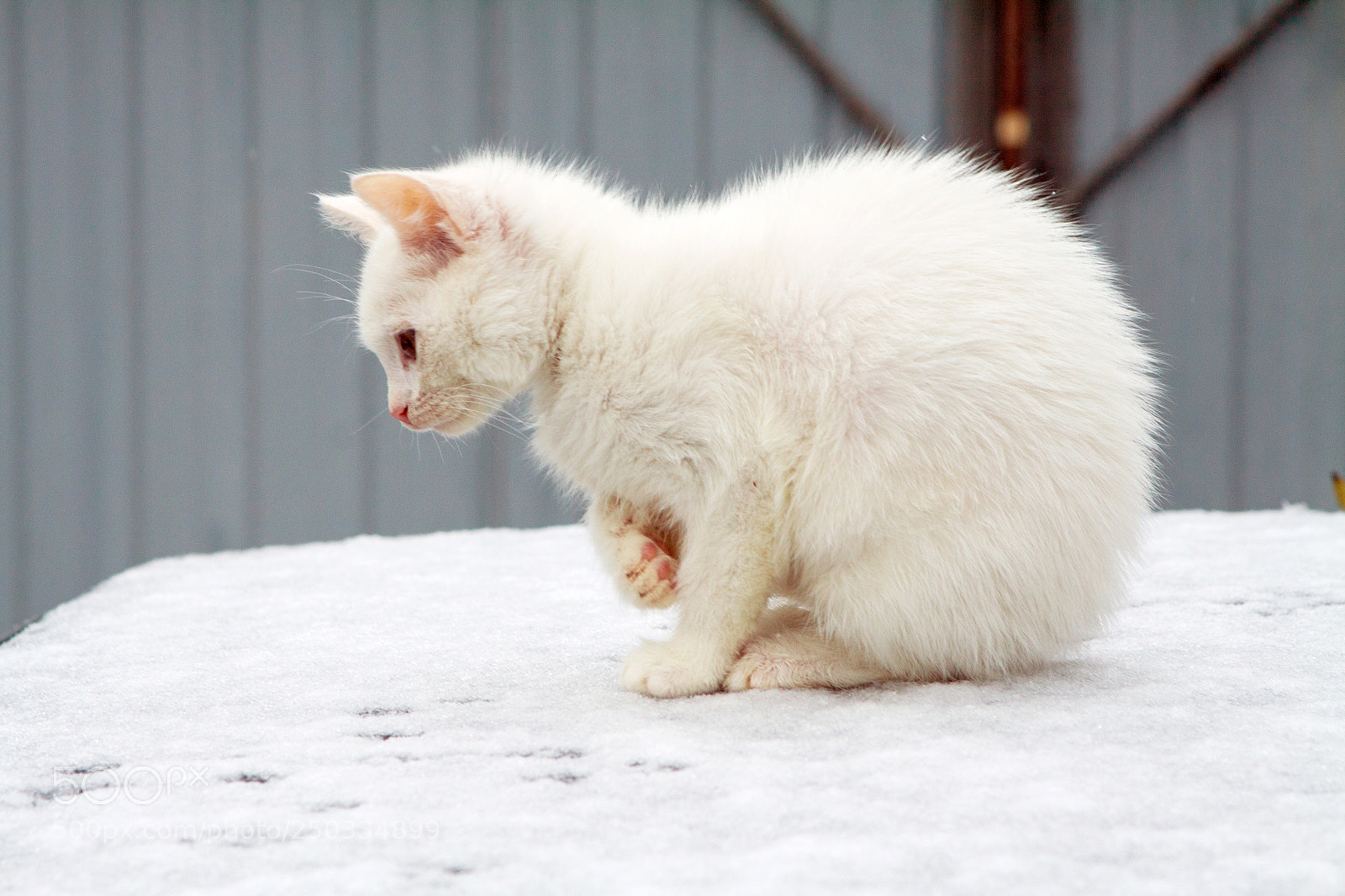 Canon EOS 50D sample photo. Beautiful white cat on photography