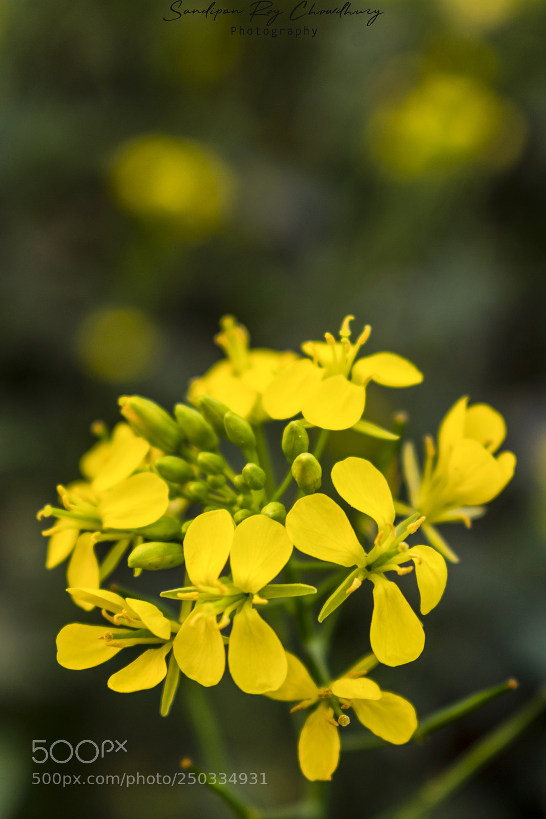 Nikon D3400 sample photo. Bright. photography