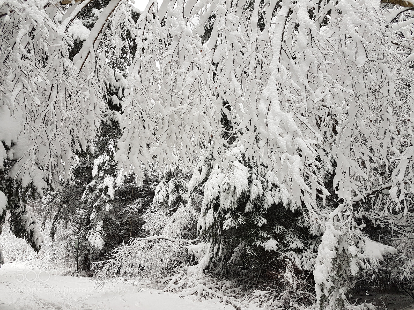 Samsung Galaxy S7 sample photo. Winter baum schnee photography