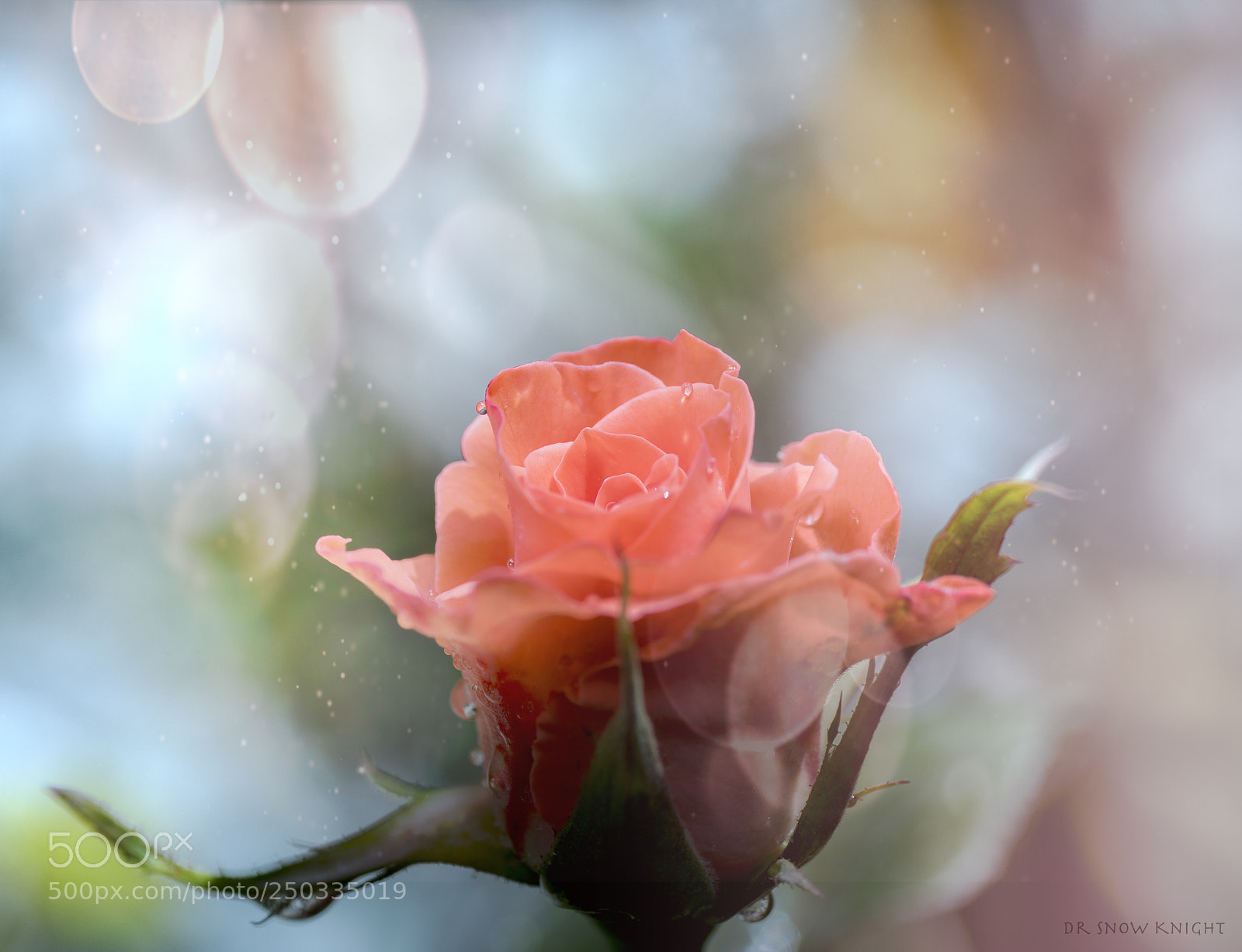Nikon D810 sample photo. 3.jpg photography