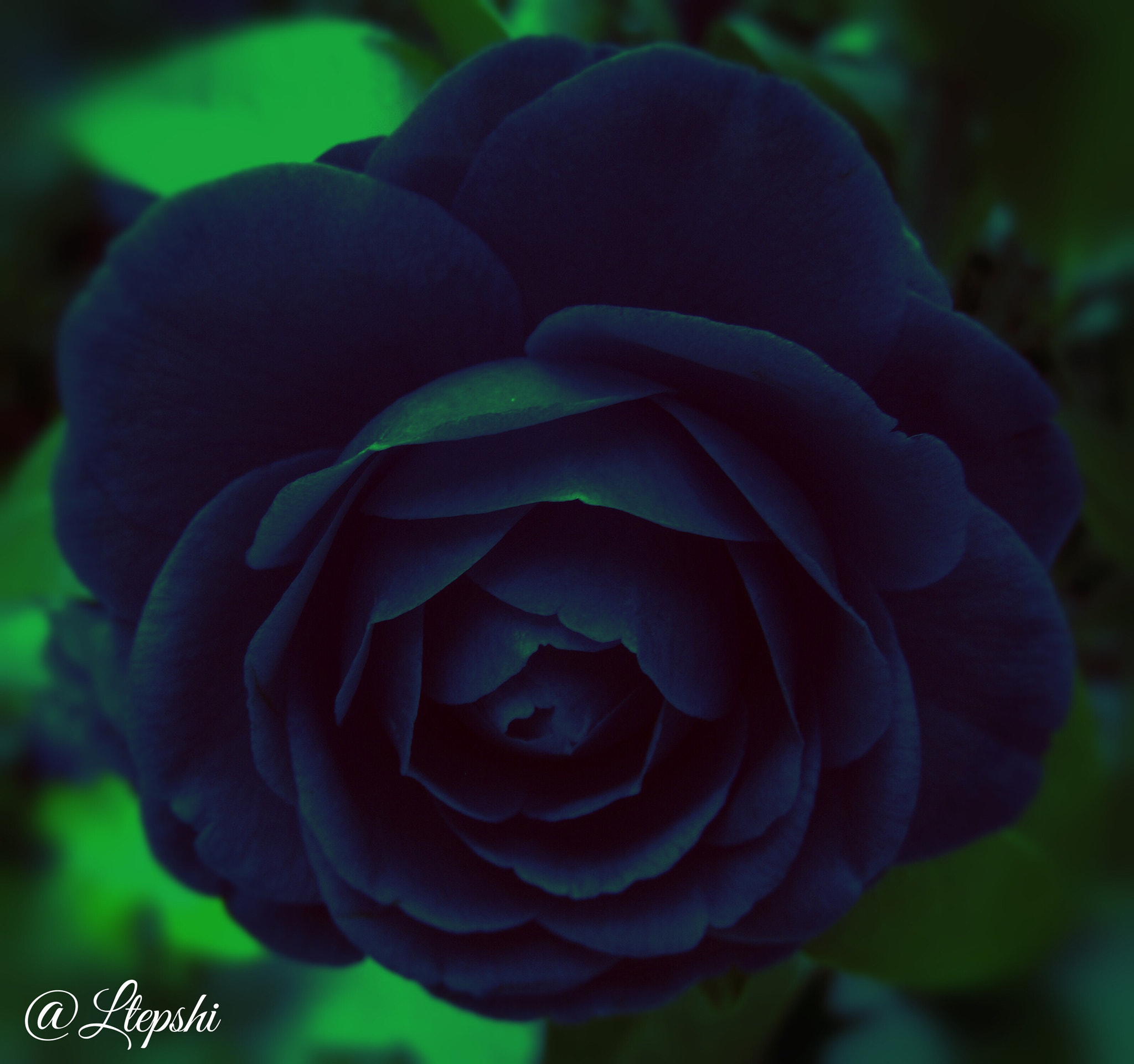 Canon PowerShot SD780 IS (Digital IXUS 100 IS / IXY Digital 210 IS) sample photo. Macro  photography