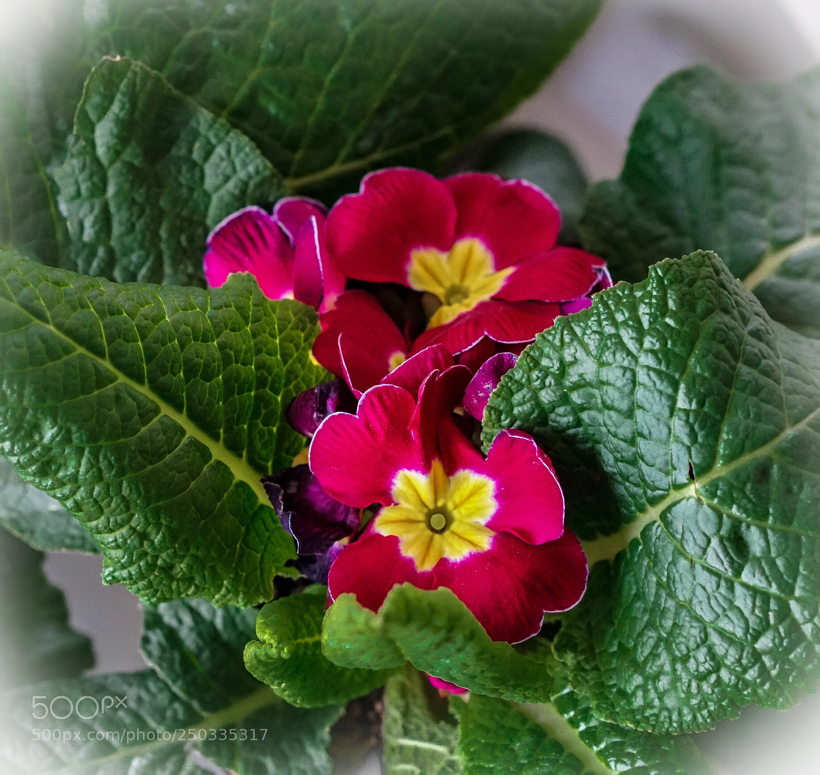 Sony a6500 sample photo. Winter dream (primula) photography