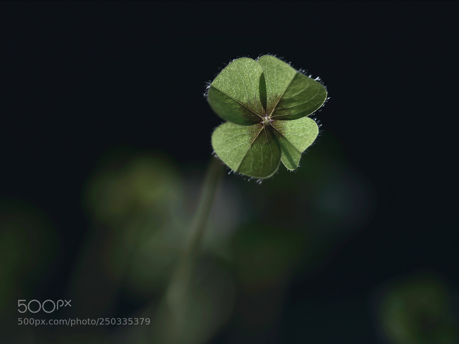 Nikon D5500 sample photo. Lucky photography