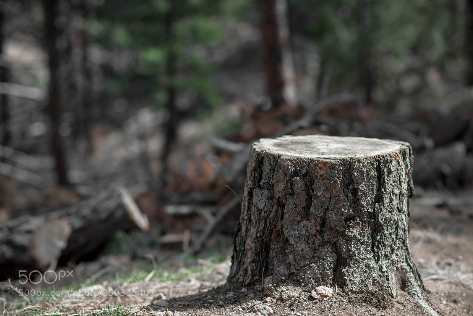 Nikon D610 sample photo. Stumped photography