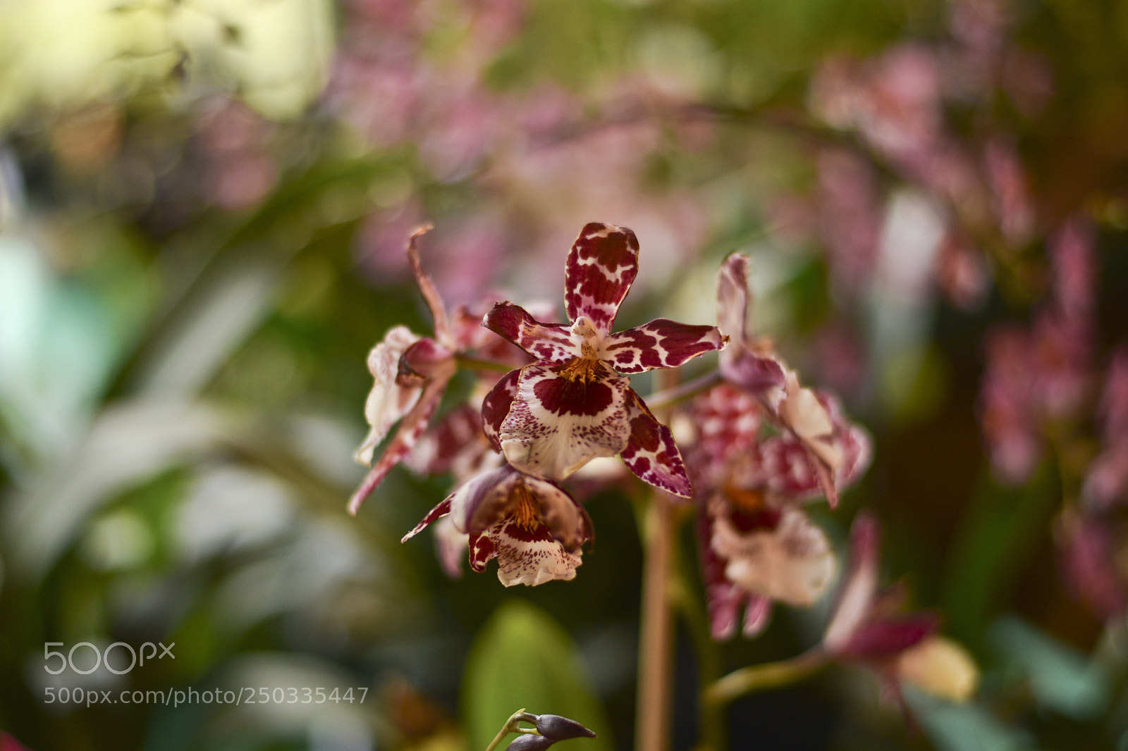 Nikon D5300 sample photo. Untitled photography