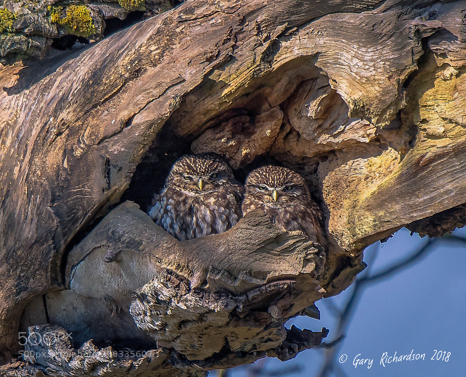 Nikon D500 sample photo. Little owls photography