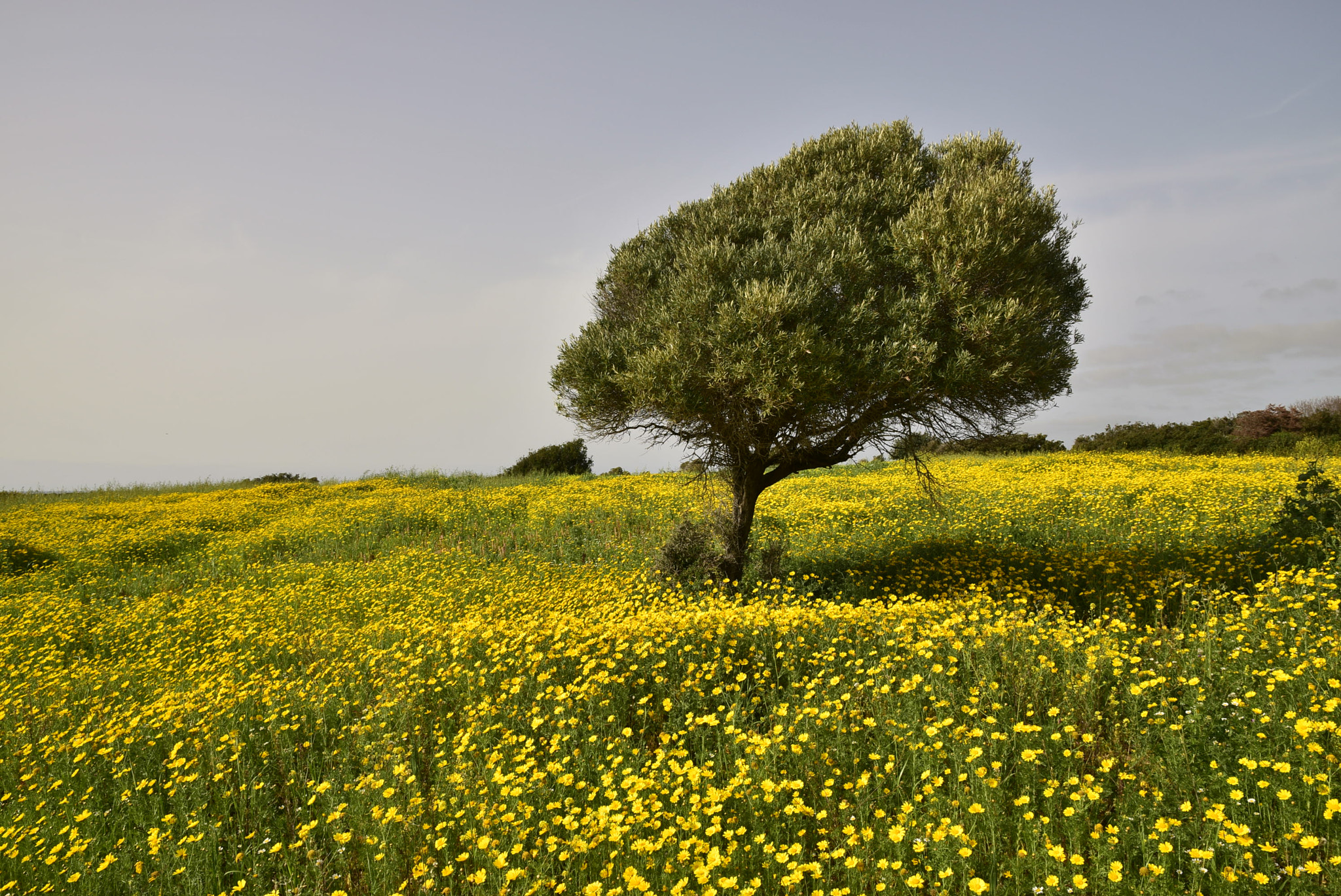 Nikon D5300 + Sigma 17-70mm F2.8-4 DC Macro OS HSM | C sample photo. Цветущий Кипр photography