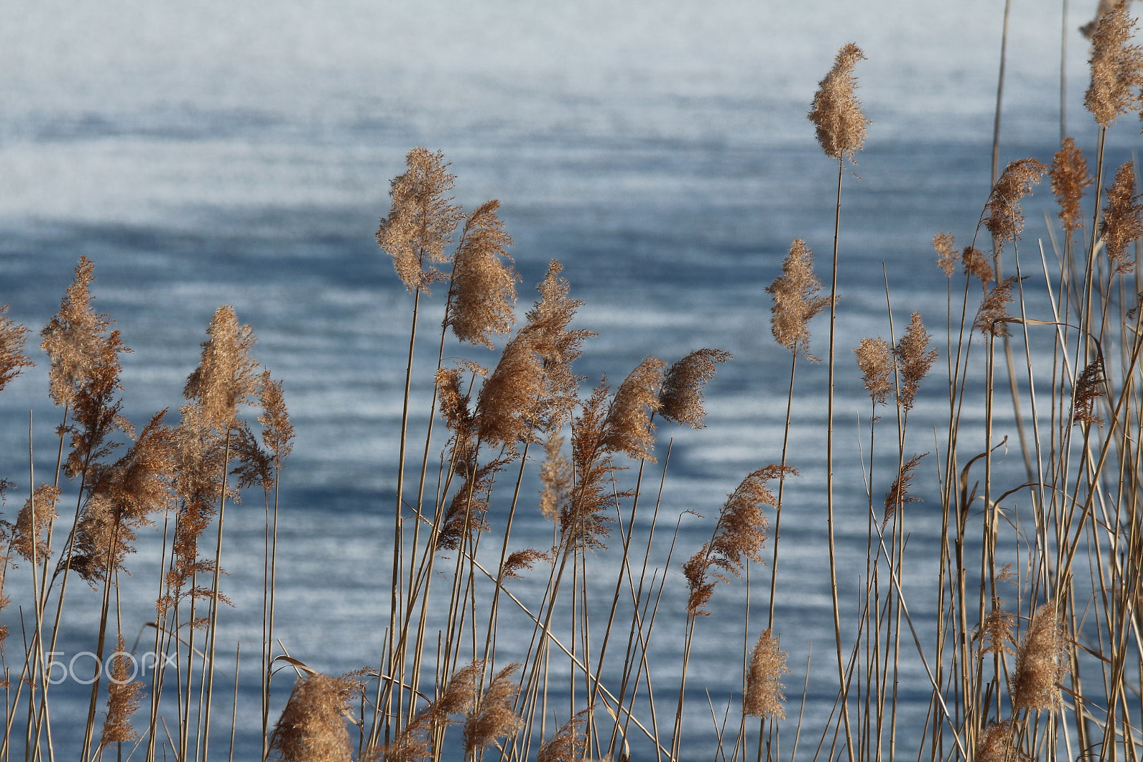 Tamron SP 150-600mm F5-6.3 Di VC USD sample photo. Reed photography