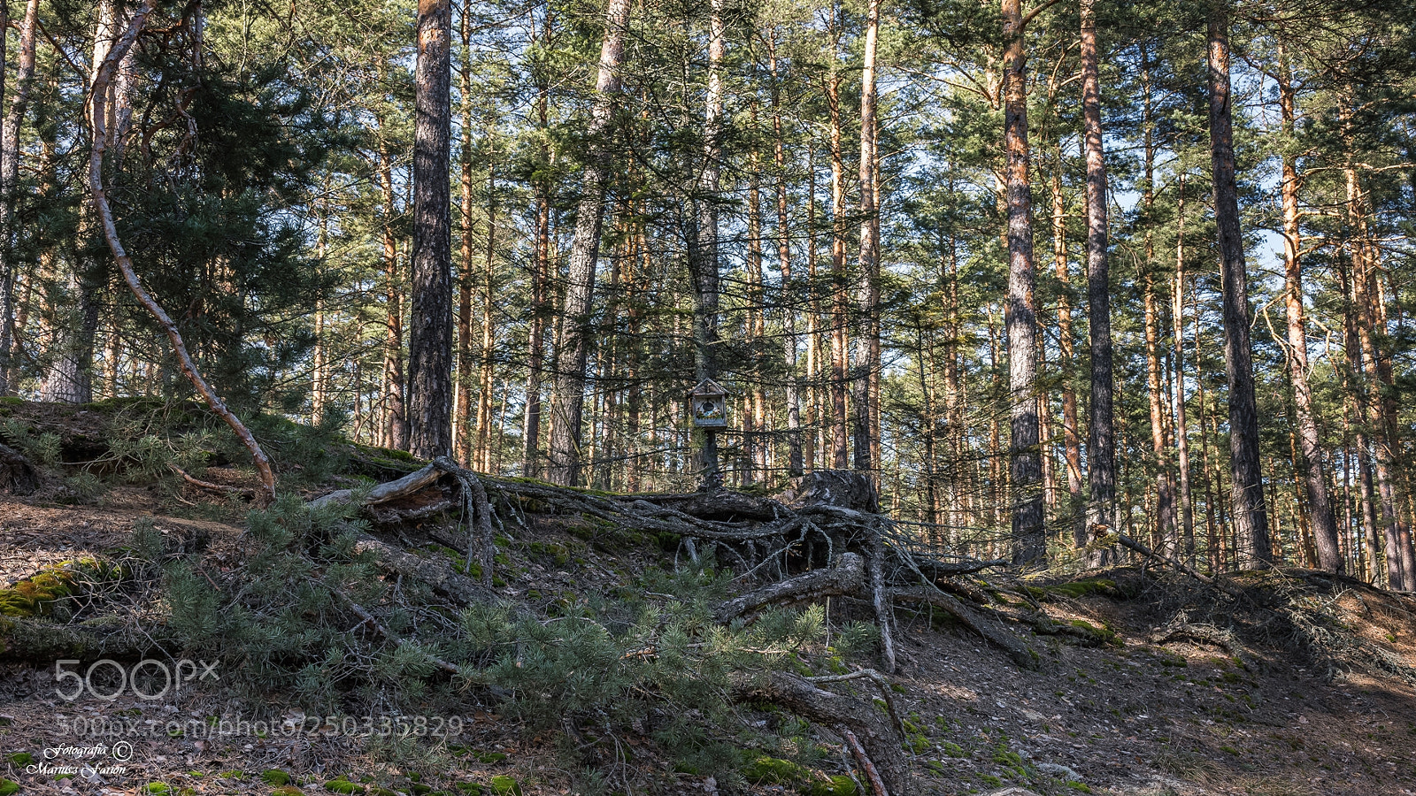 Nikon D7200 sample photo. Kapliczka photography