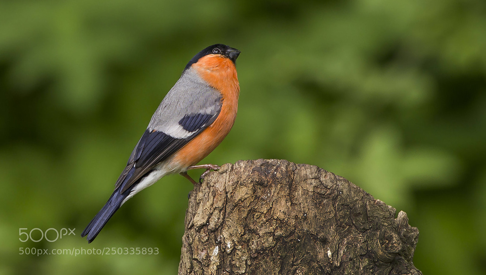 Canon EOS 550D (EOS Rebel T2i / EOS Kiss X4) sample photo. Bullfinch photography