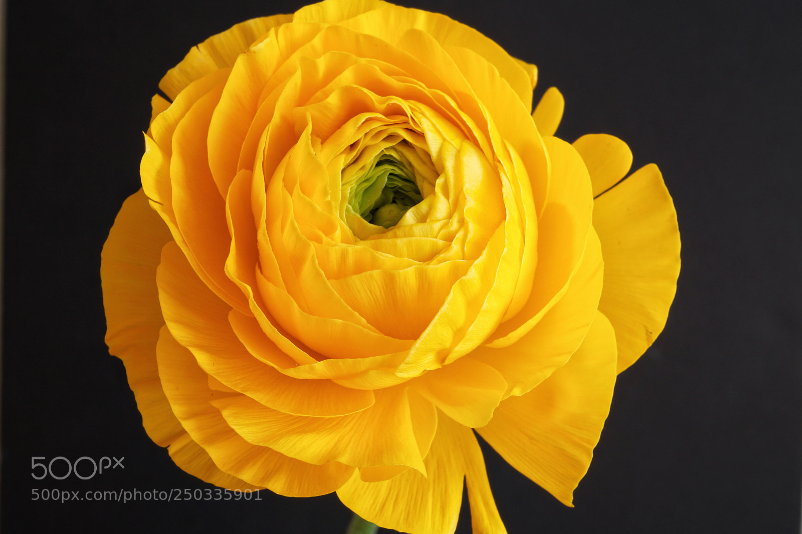 Sony a6000 sample photo. Ranunculus closeup photography