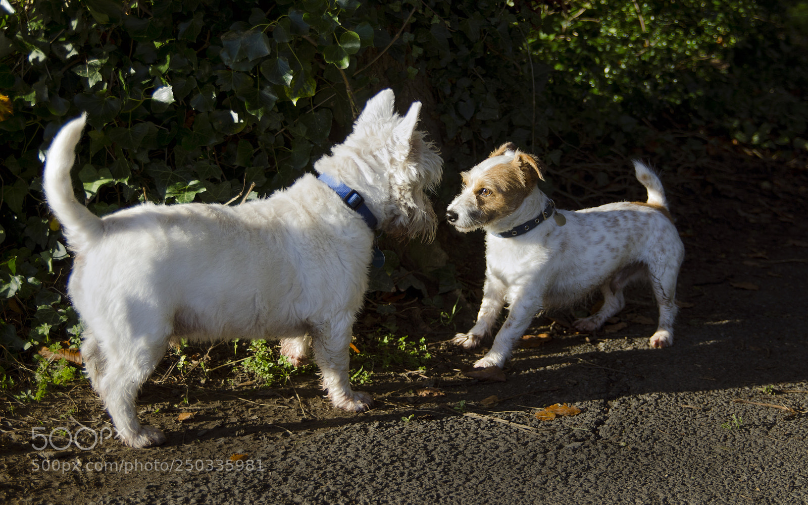 Nikon D7000 sample photo. Playmates photography
