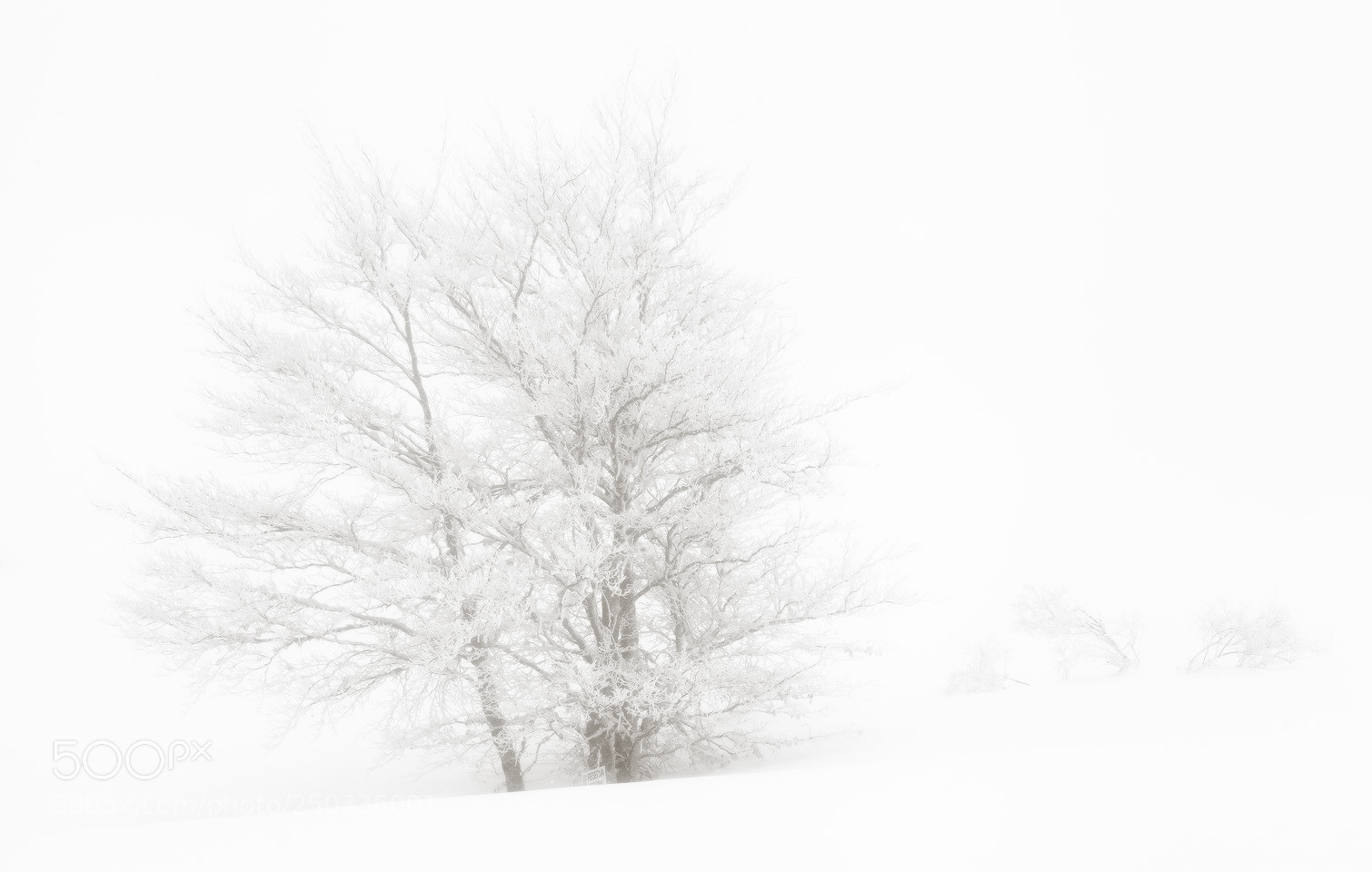 Canon EOS 5D Mark II sample photo. In white photography